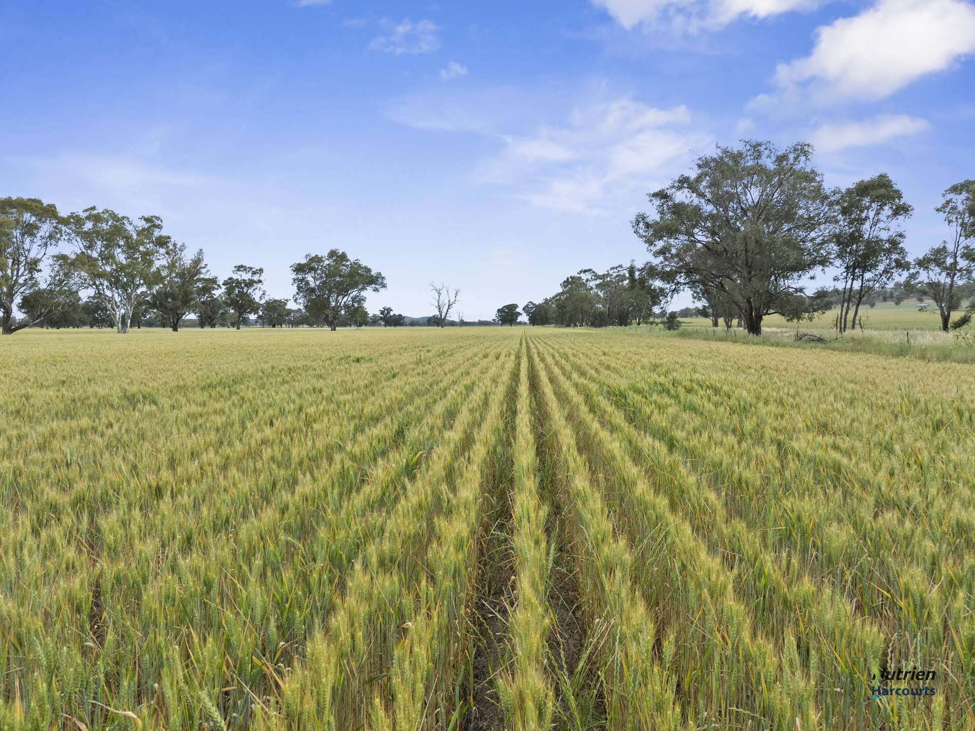 CA 34D, 34J Cnr Bungeet Rd & OShannassy Rd, Thoona For Sale by Farmbuy.com - image 4
