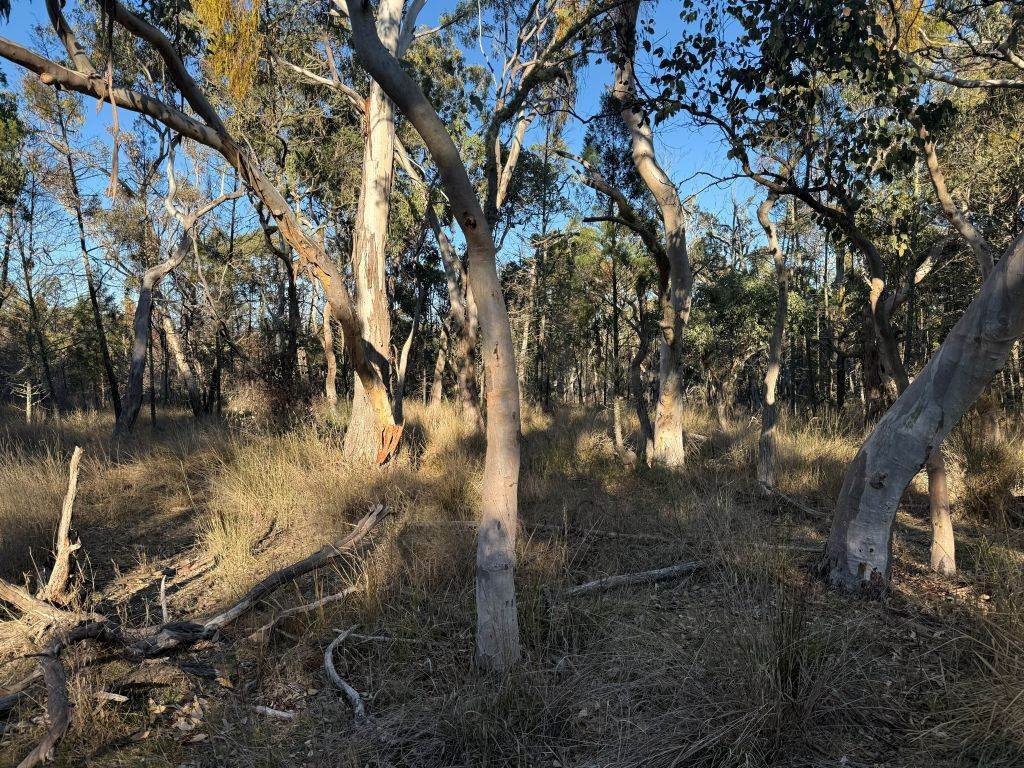 Lot 2 Winkler Road, Glen Aplin For Sale by Farmbuy.com - image 4