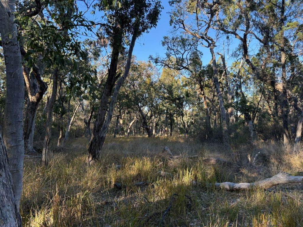 Lot 2 Winkler Road, Glen Aplin For Sale by Farmbuy.com - image 9