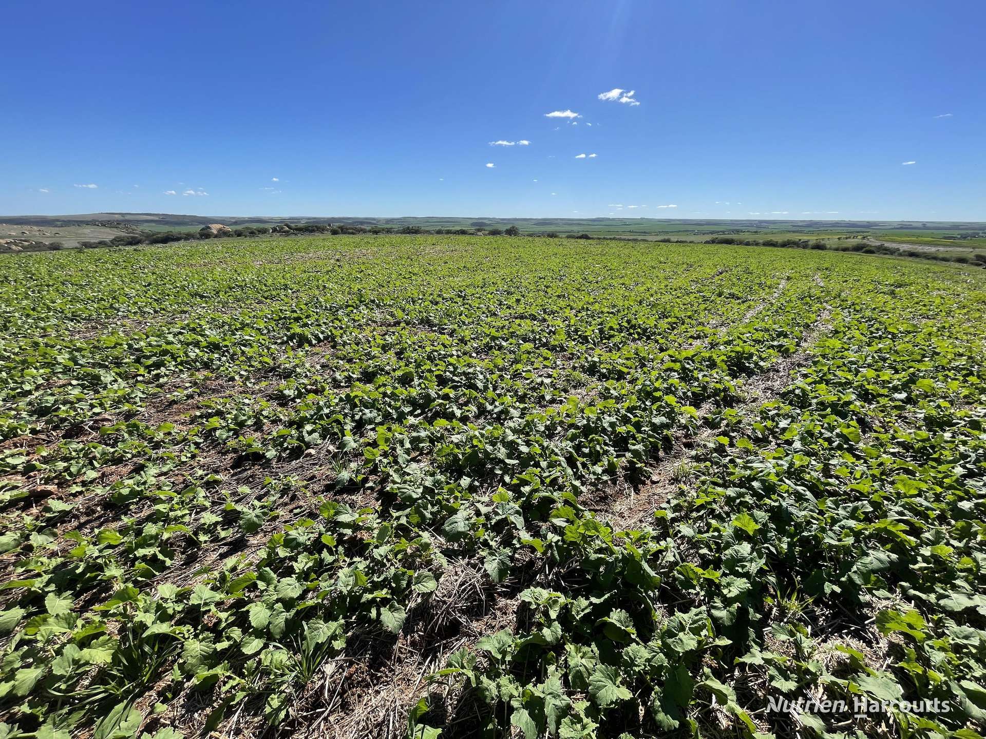 Lot 65 Forrester Road, Mount Erin For Sale by Farmbuy.com - image 1