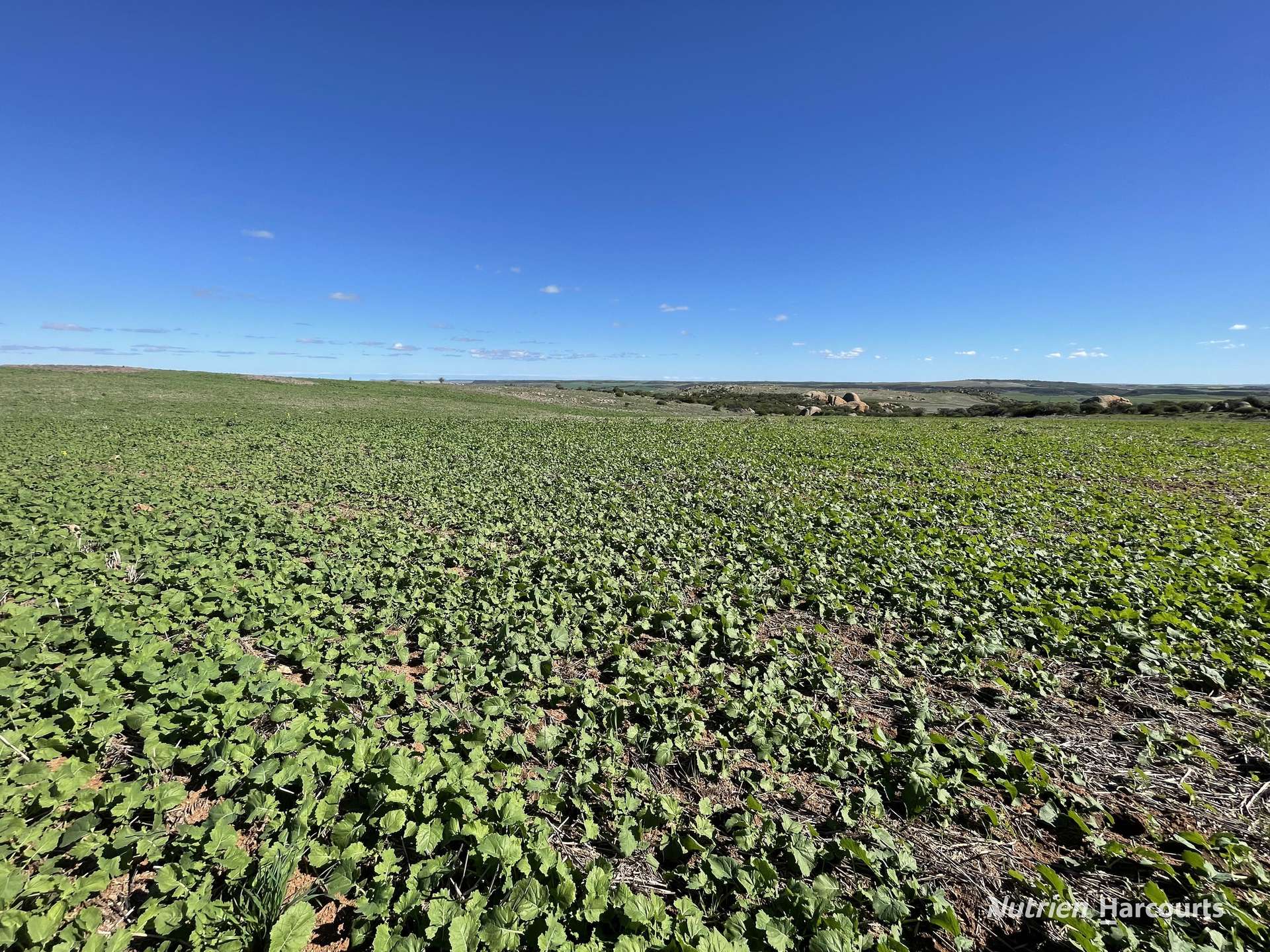 Lot 65 Forrester Road, Mount Erin For Sale by Farmbuy.com - image 2