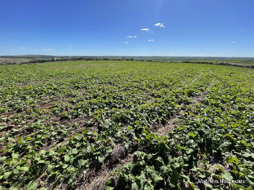 Lot 65 Forrester Road, Mount Erin WA 6532