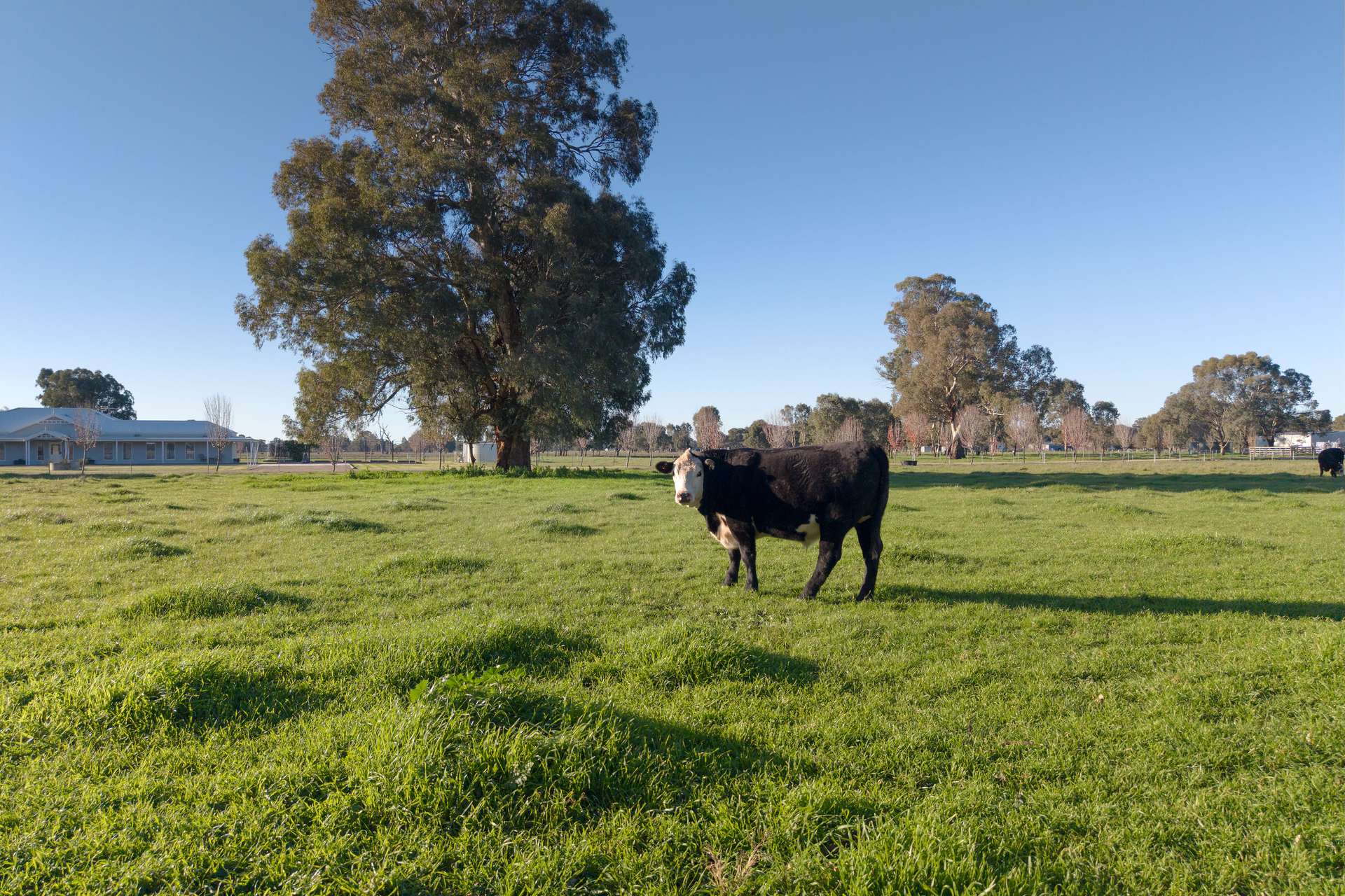 56 Delloro Road, Wangaratta South For Sale by Farmbuy.com - image 34