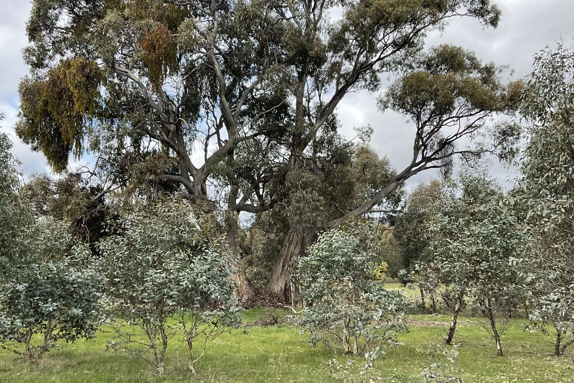 Redbank-Barkly Road, Barkly For Sale by Farmbuy.com - image 7