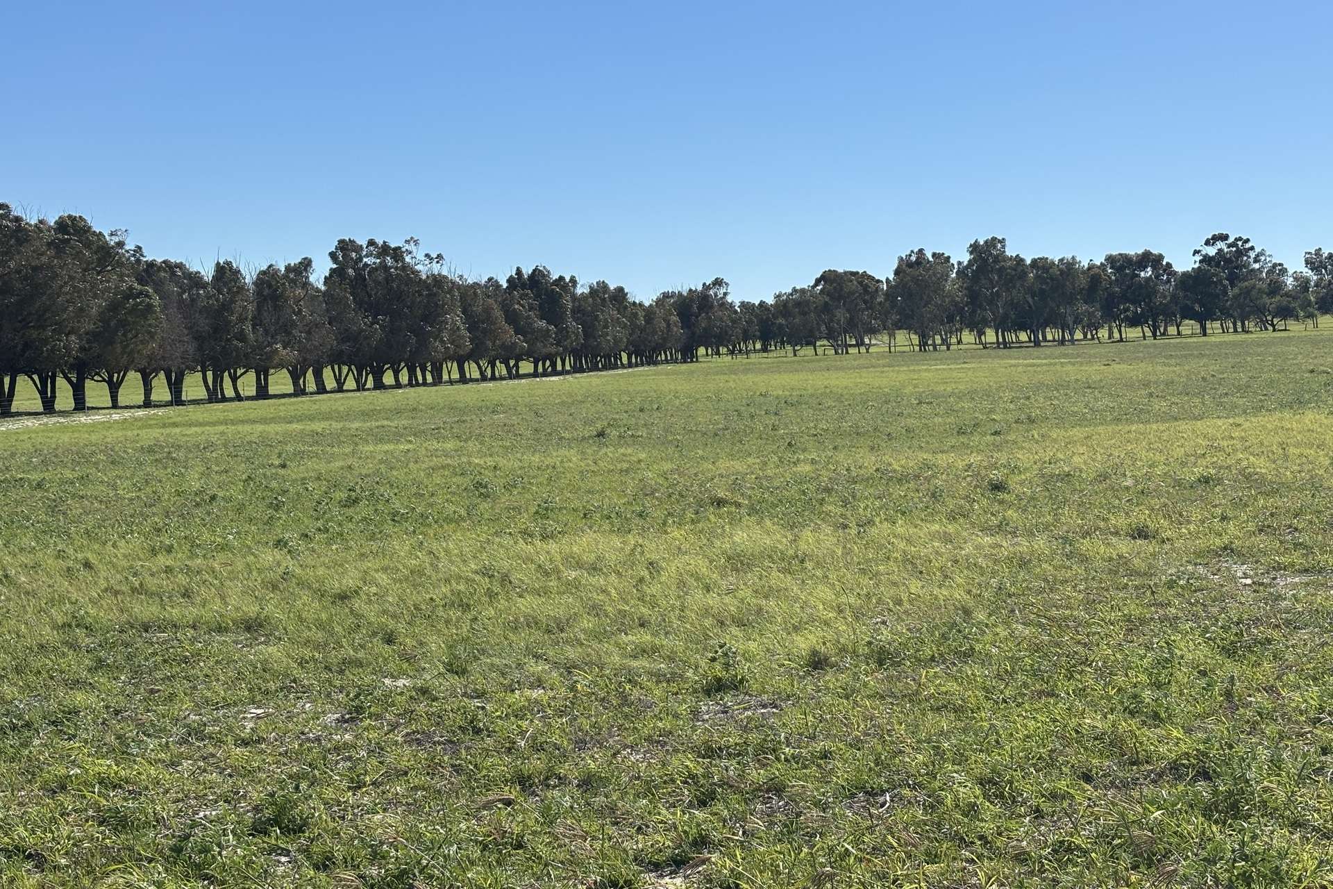 1321 Allanooka Springs Road, Mount Hill For Sale by Farmbuy.com - image 16