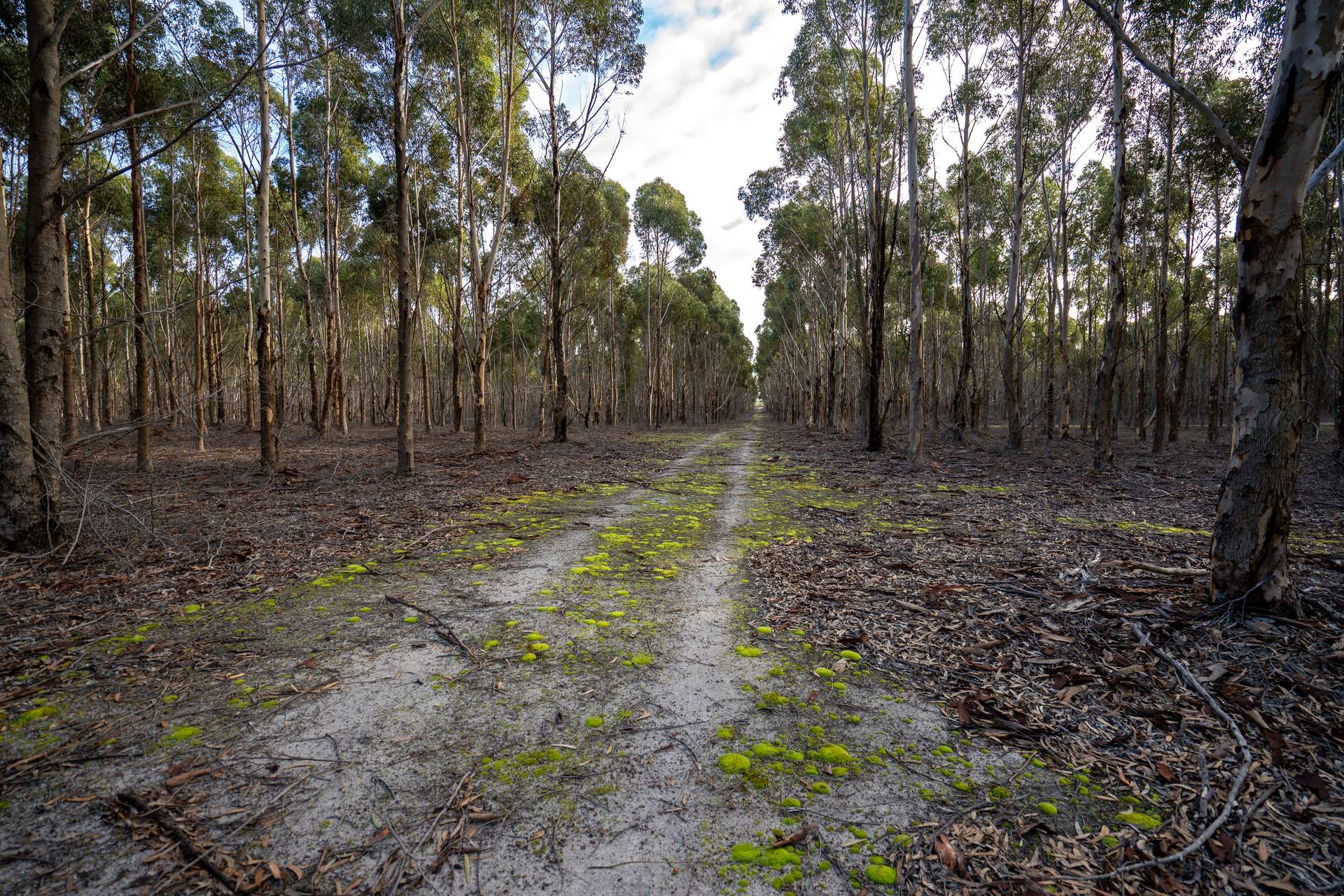 Lot 1895 Pallinup River Estate, Boxwood Hill For Sale by Farmbuy.com - image 22