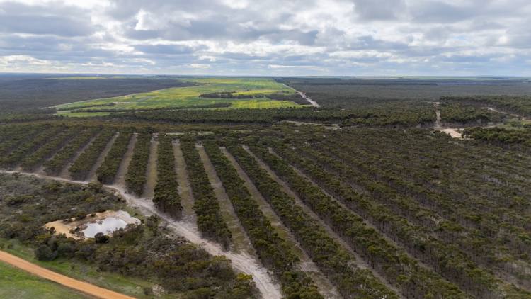 Lot 1895 Pallinup River Estate, Boxwood Hill For Sale by Farmbuy.com - image 32