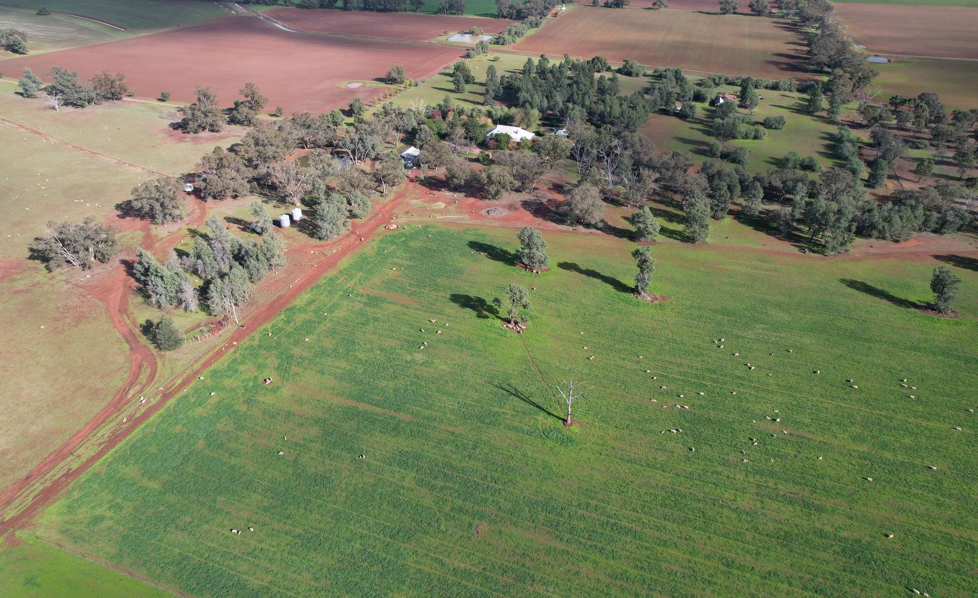 115 Wattle Lane, Forbes For Sale by Farmbuy.com - image 22
