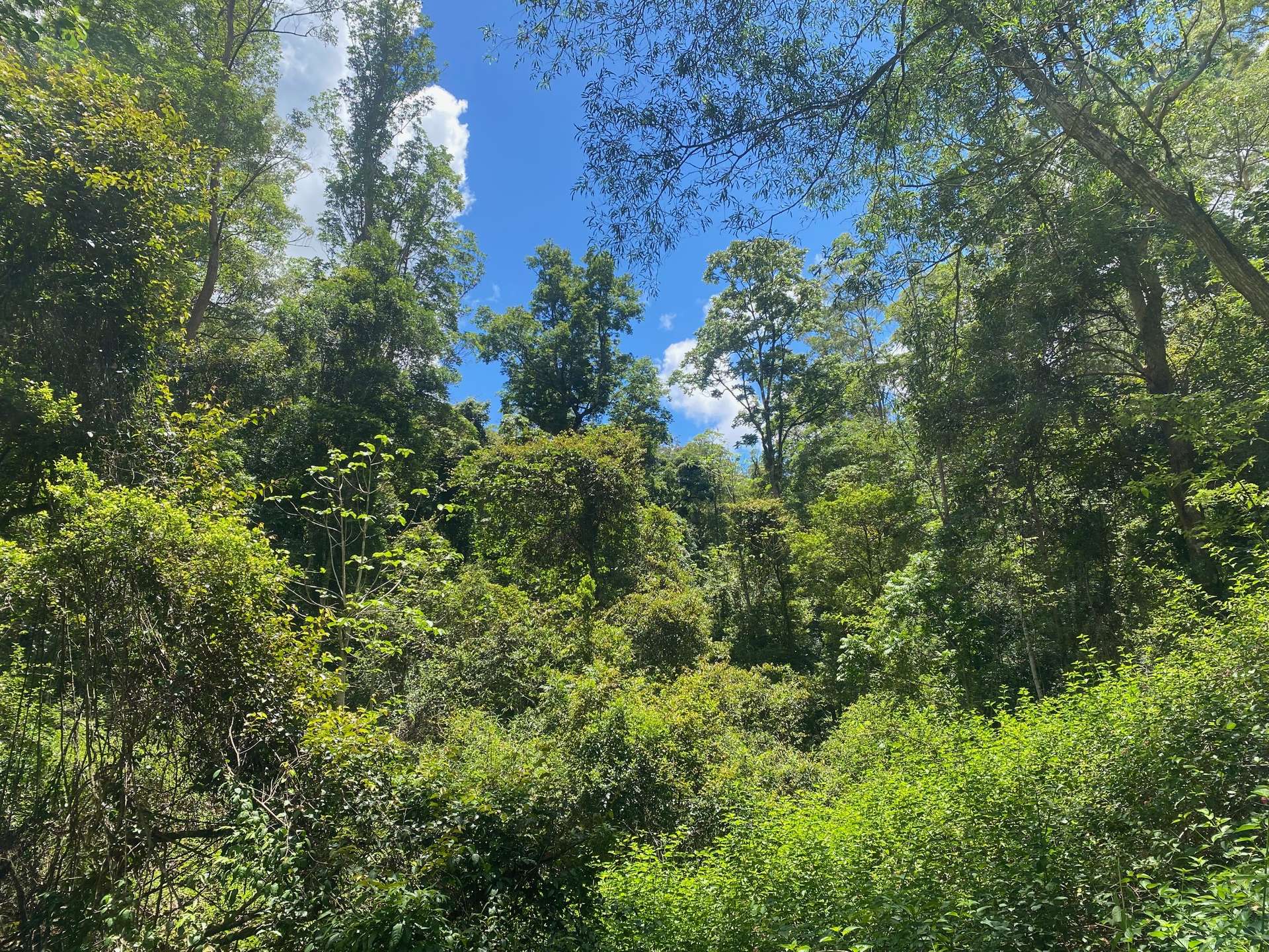 Lot 220 Comboyne Road, Byabarra For Sale by Farmbuy.com - image 16