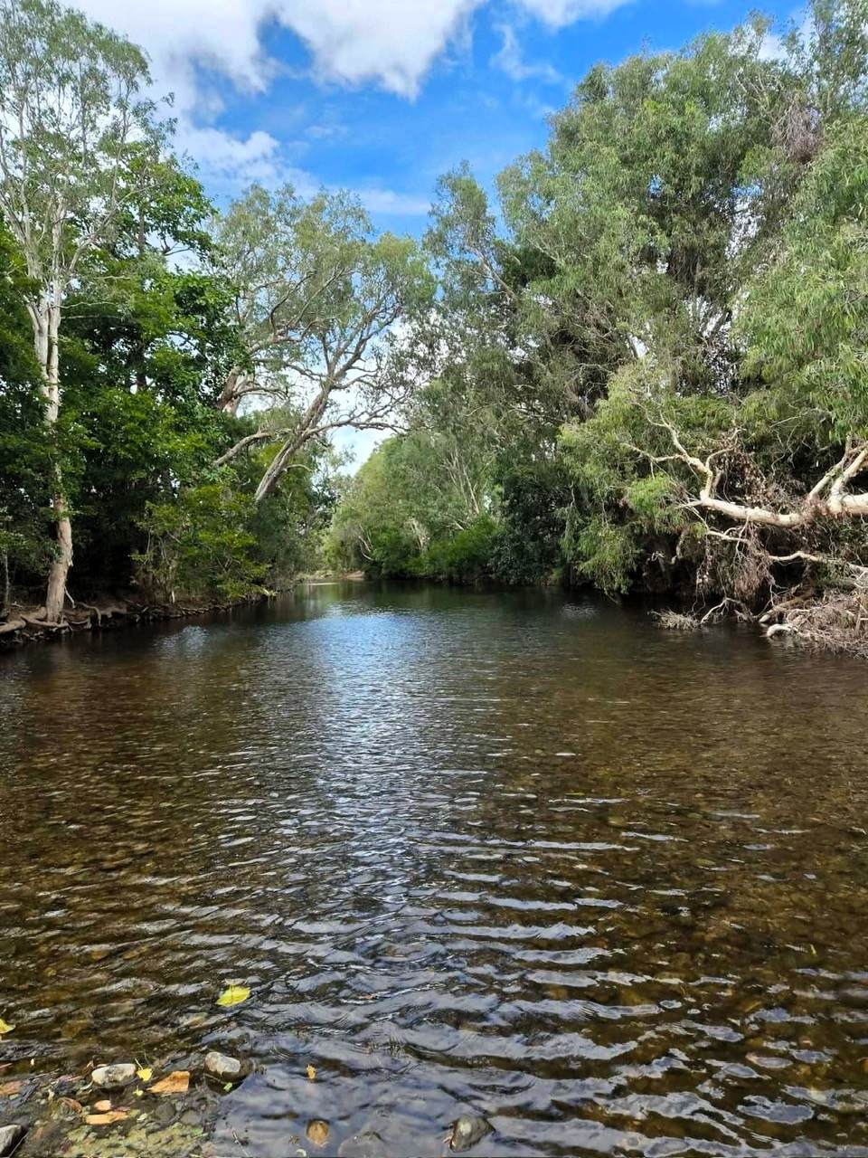 Bowen For Sale by Farmbuy.com - image 2
