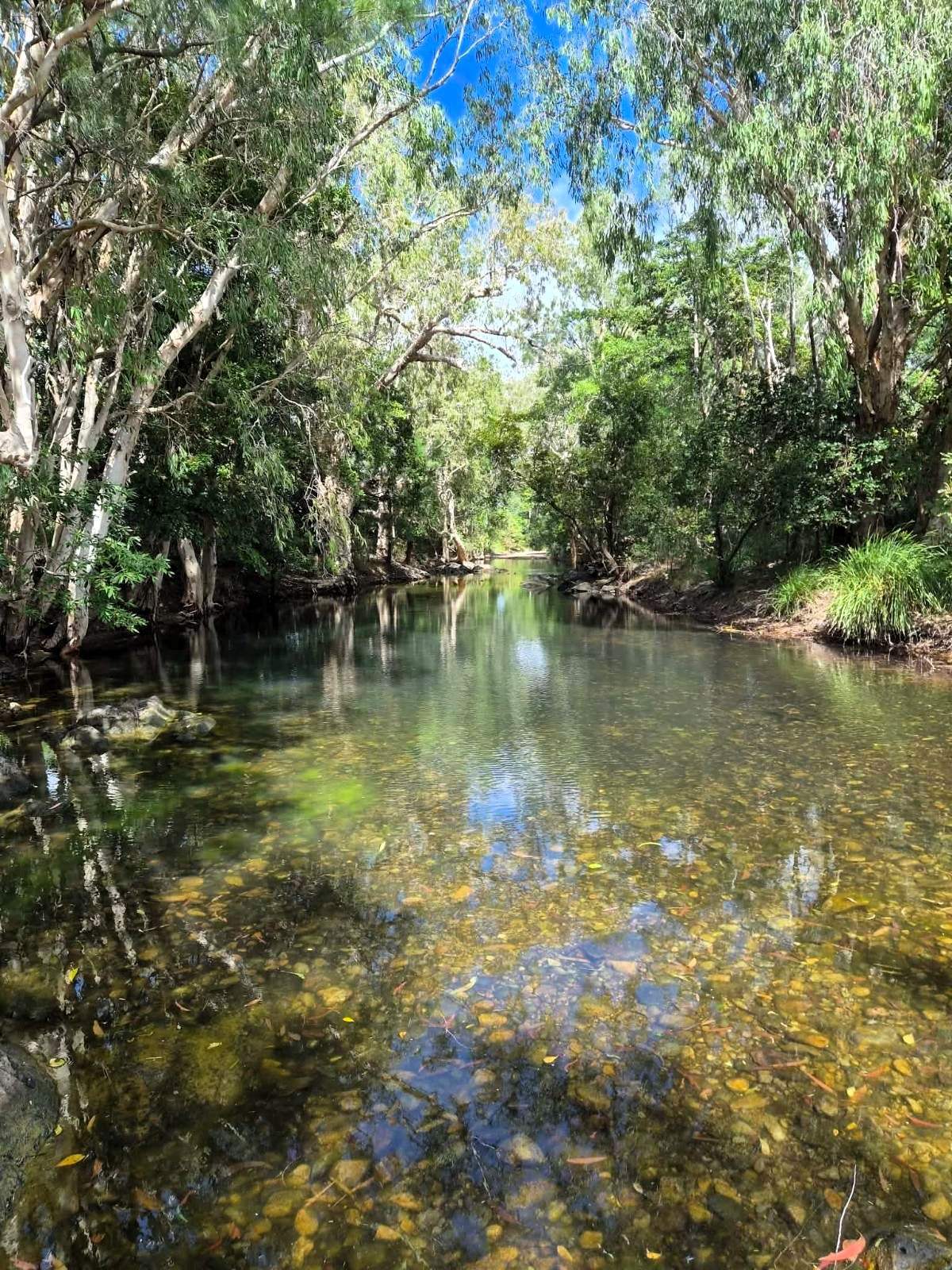 Bowen For Sale by Farmbuy.com - image 8