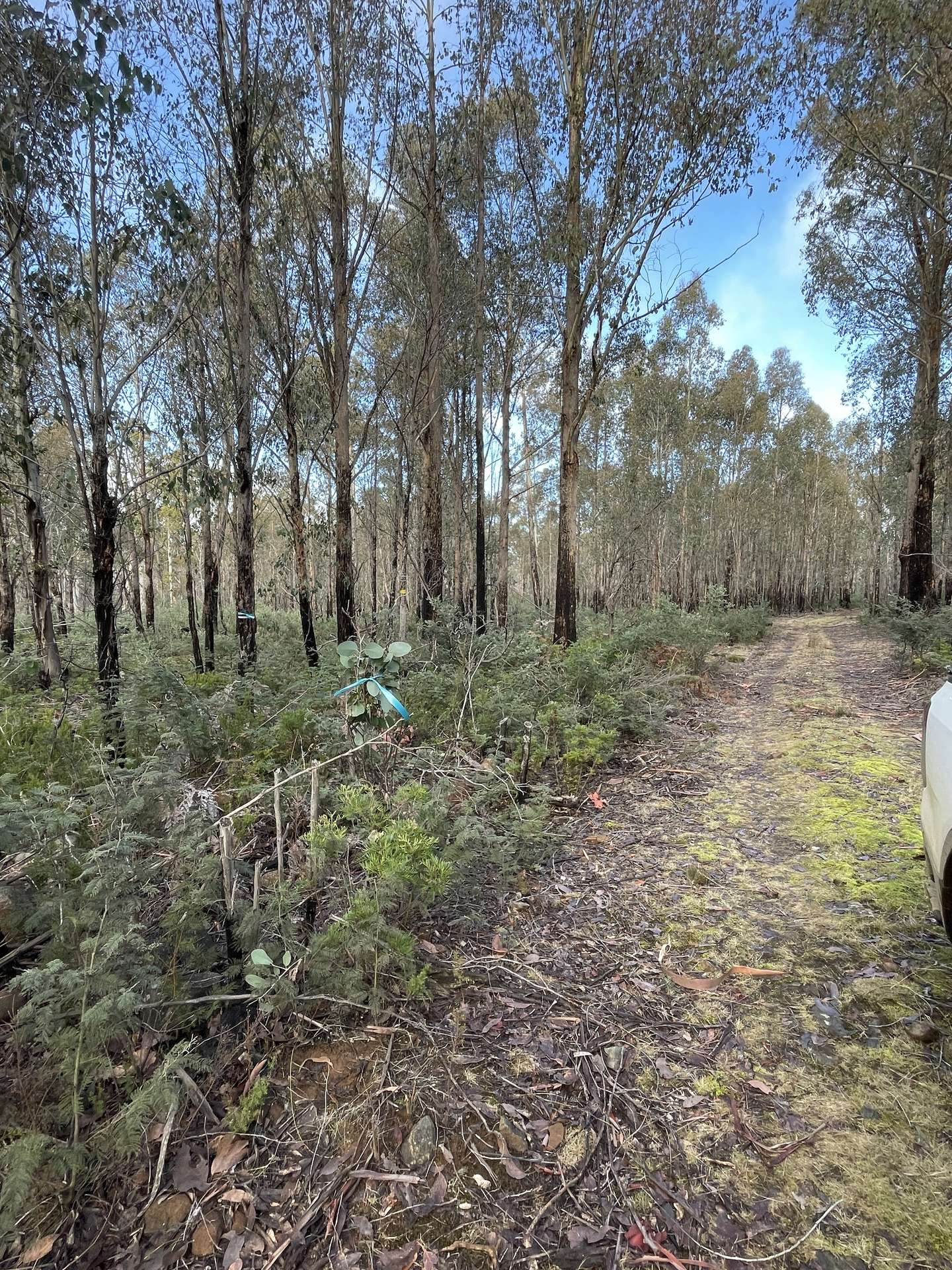 Lot 4 Waddamana Road, Waddamana For Sale by Farmbuy.com - image 9