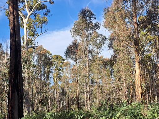 Lot 4 Waddamana Road, Waddamana TAS 7030
