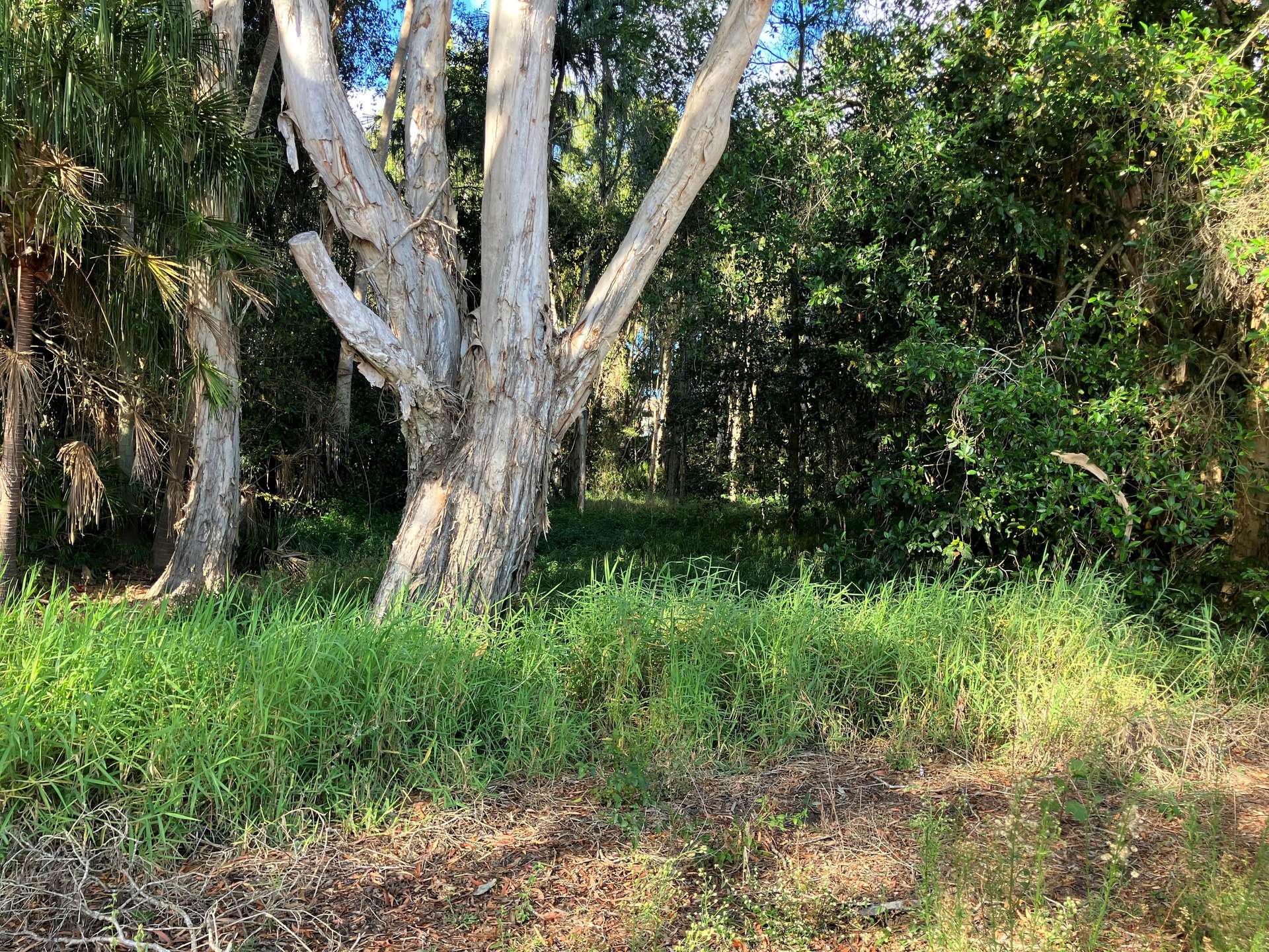 Lot 1 Lorne Road, Walkerston For Sale by Farmbuy.com - image 8