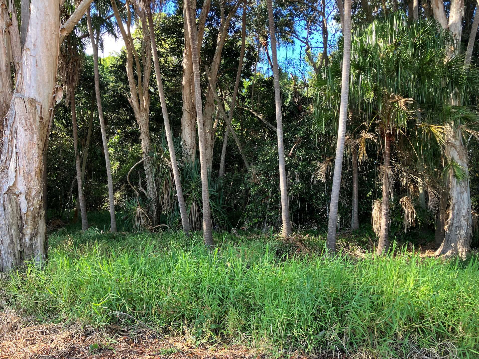 Lot 1 Lorne Road, Walkerston For Sale by Farmbuy.com - image 10