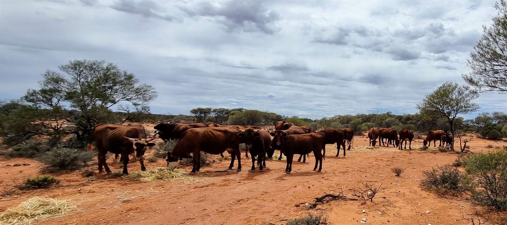 Barrambie Station/1 Meekatharra-Sandstone Road, Sandstone For Sale by Farmbuy.com - image 16