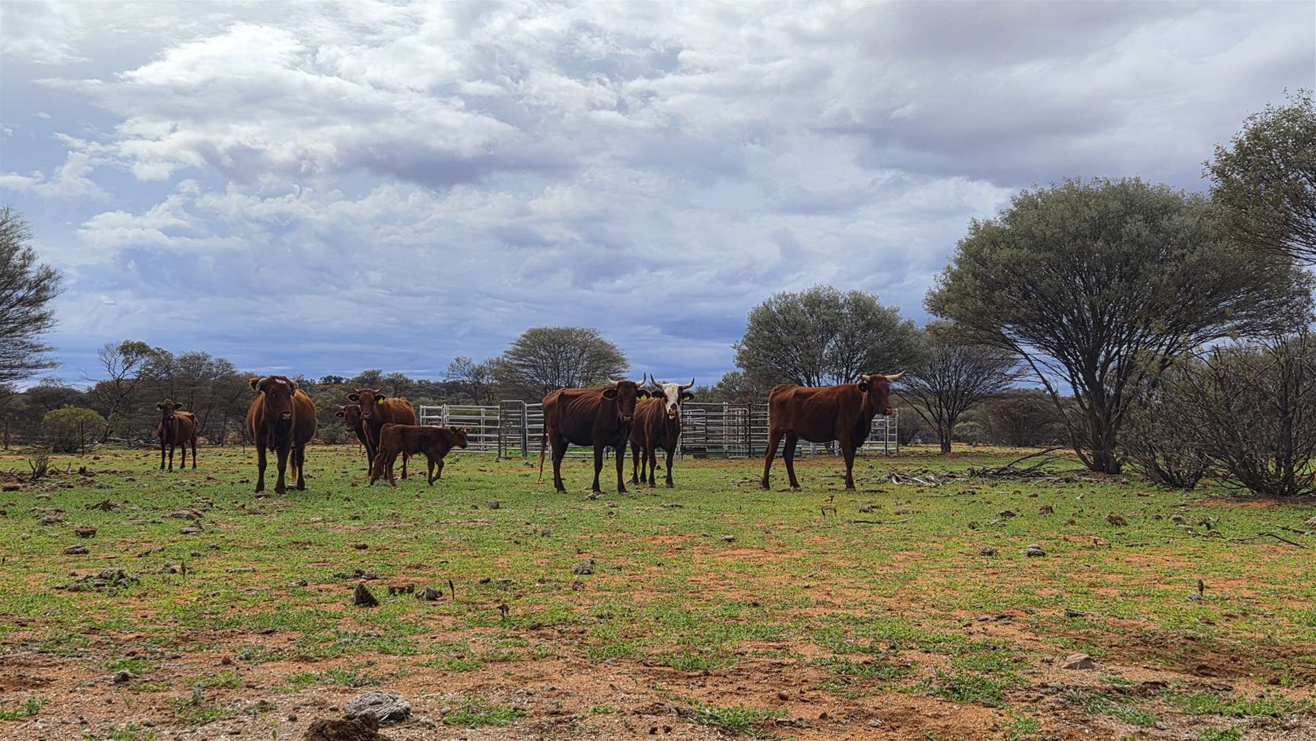 Barrambie Station/1 Meekatharra-Sandstone Road, Sandstone For Sale by Farmbuy.com - image 9