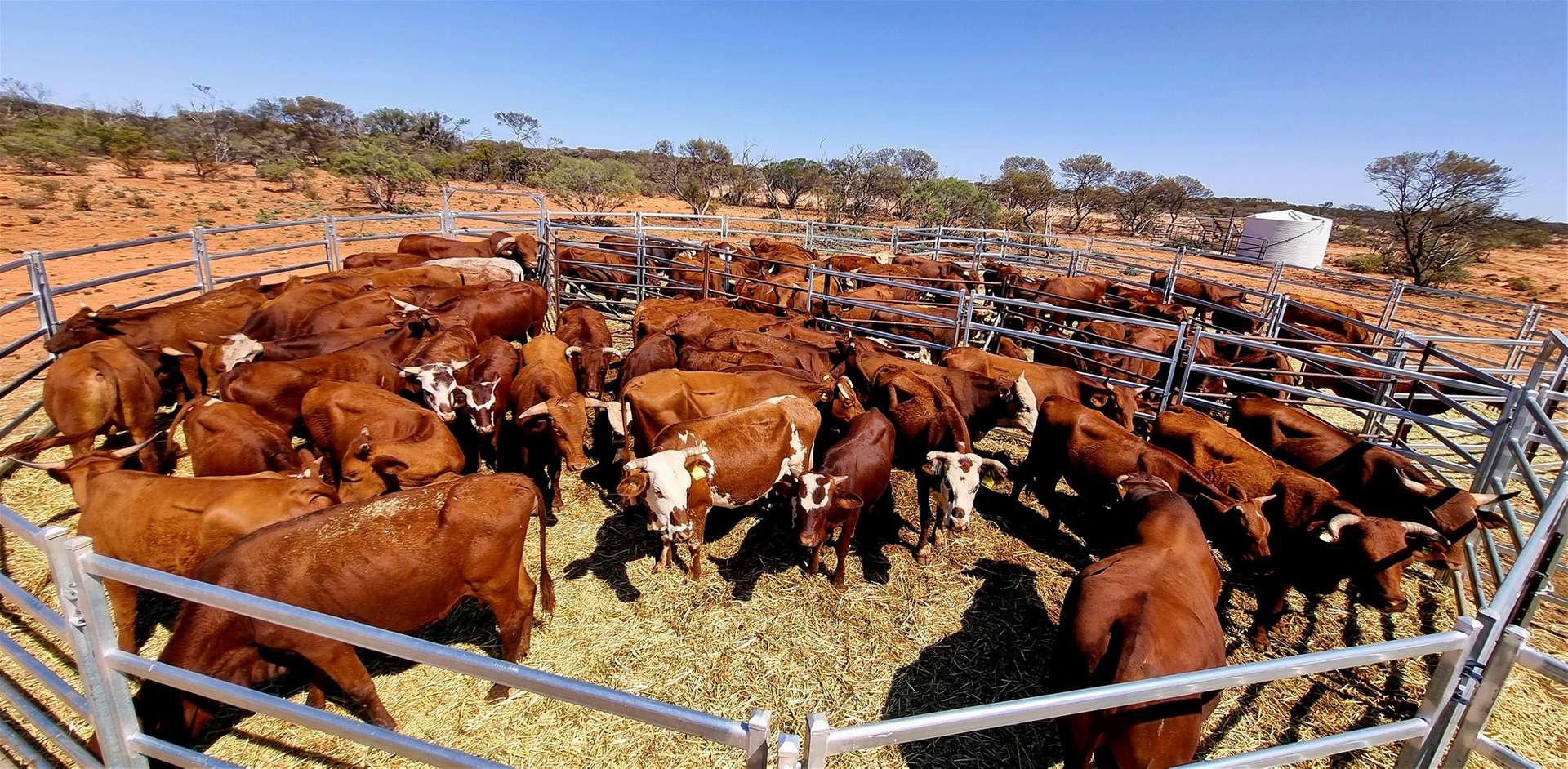 Barrambie Station/1 Meekatharra-Sandstone Road, Sandstone For Sale by Farmbuy.com - image 15
