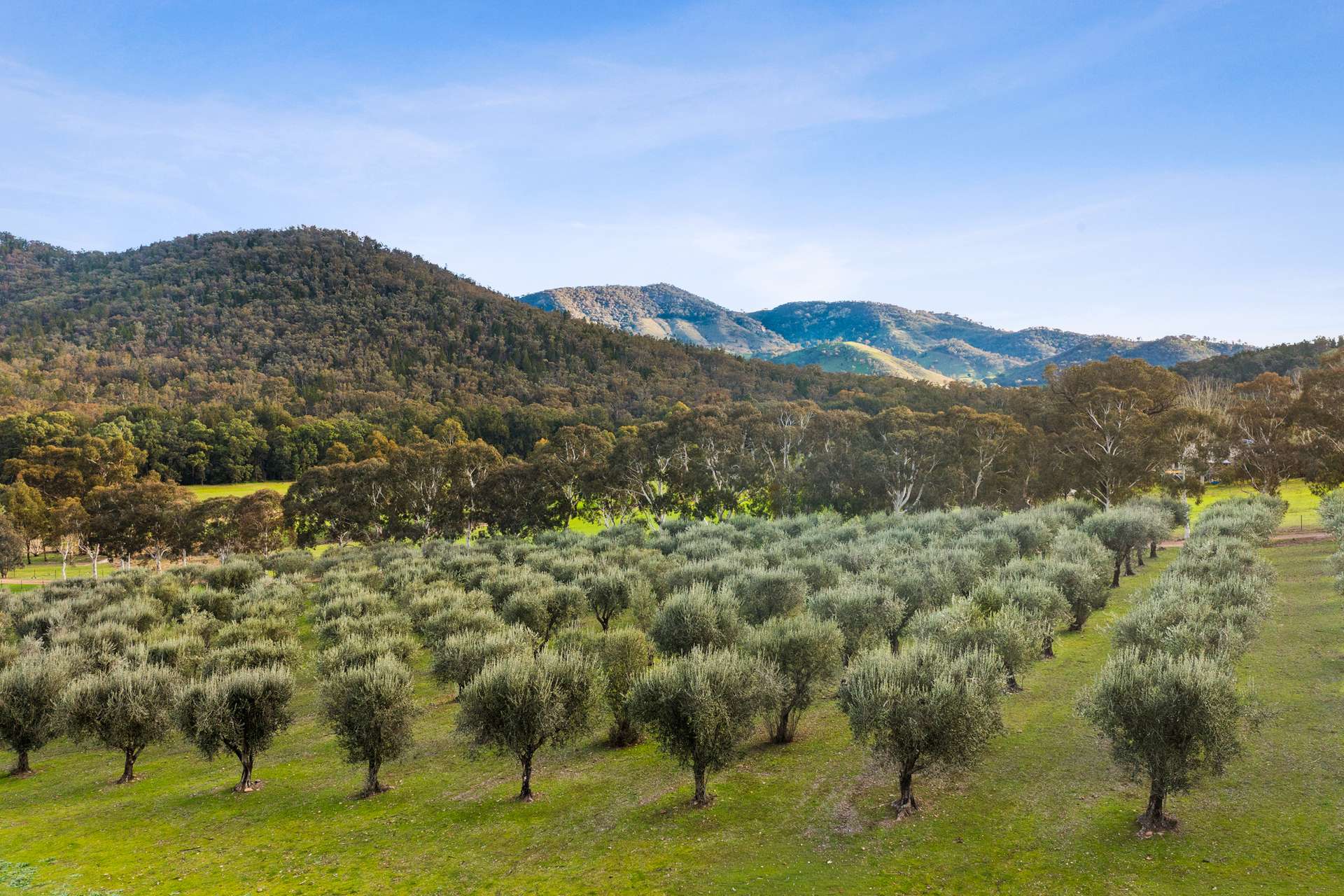 290 Riverlea Road, Mudgee For Sale by Farmbuy.com - image 30