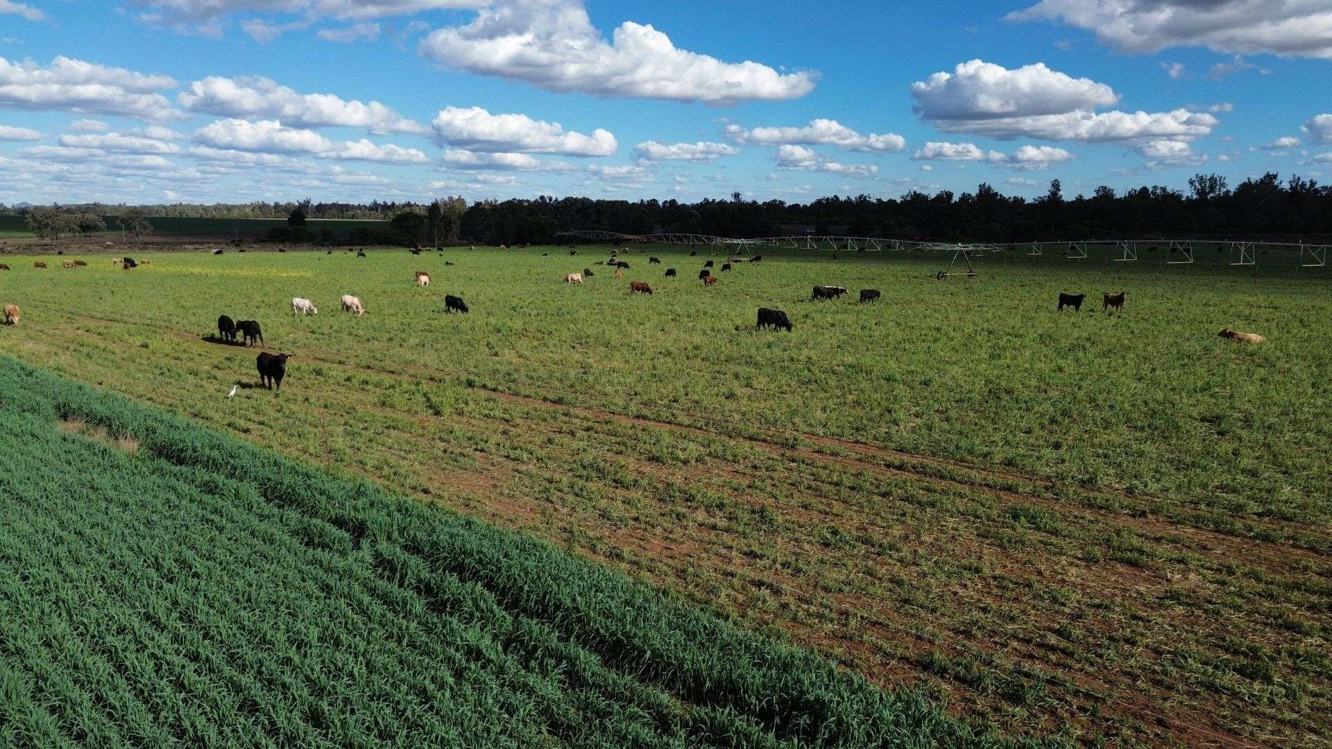 12605 Eidsvold Theodore Road, Camboon Auction by Farmbuy.com - image 4