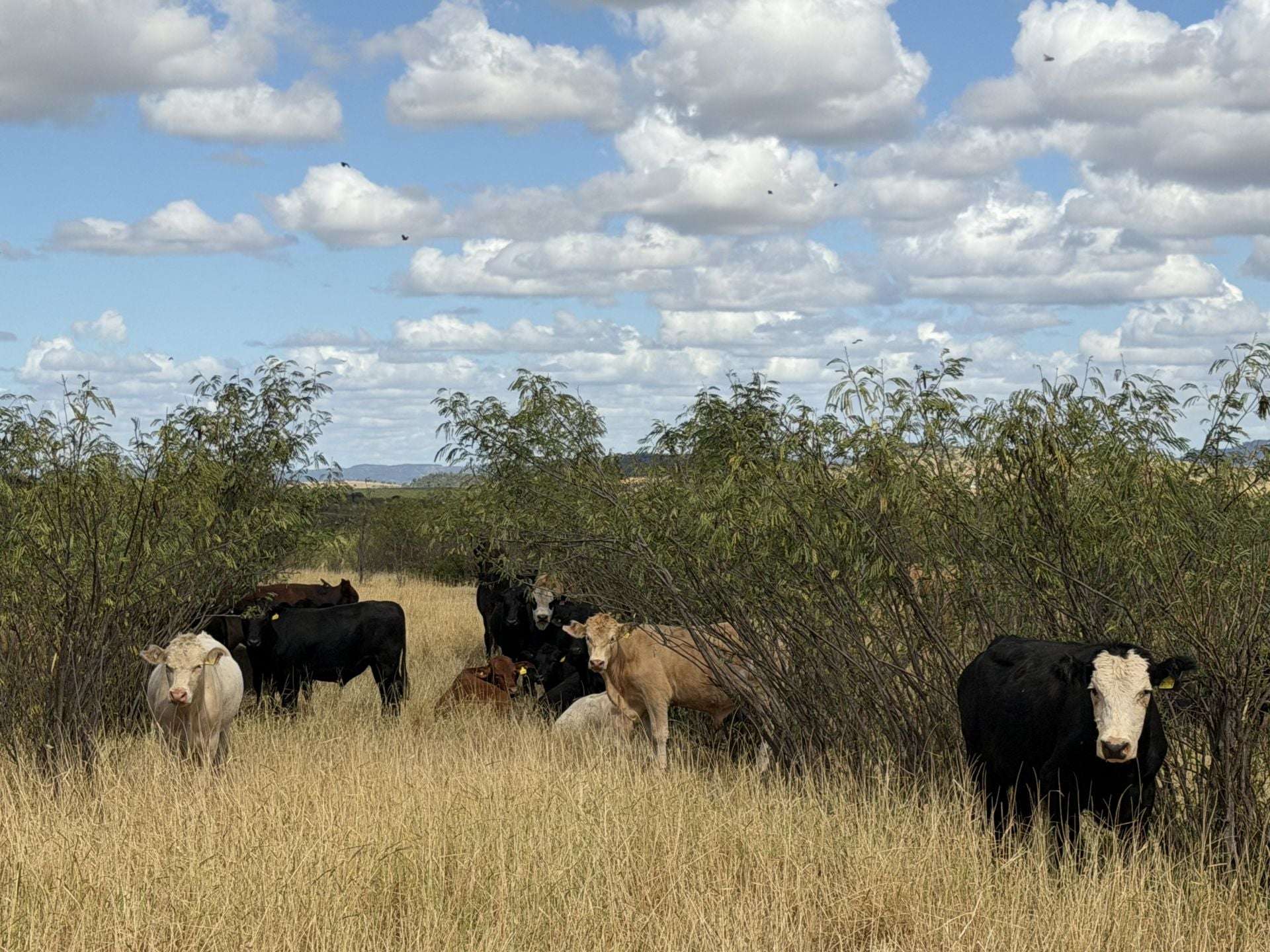 12605 Eidsvold Theodore Road, Camboon Auction by Farmbuy.com - image 1