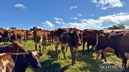 Farm For Sale - QLD - Kureen - 4885 - 302 acres I 4 Titles I Location 