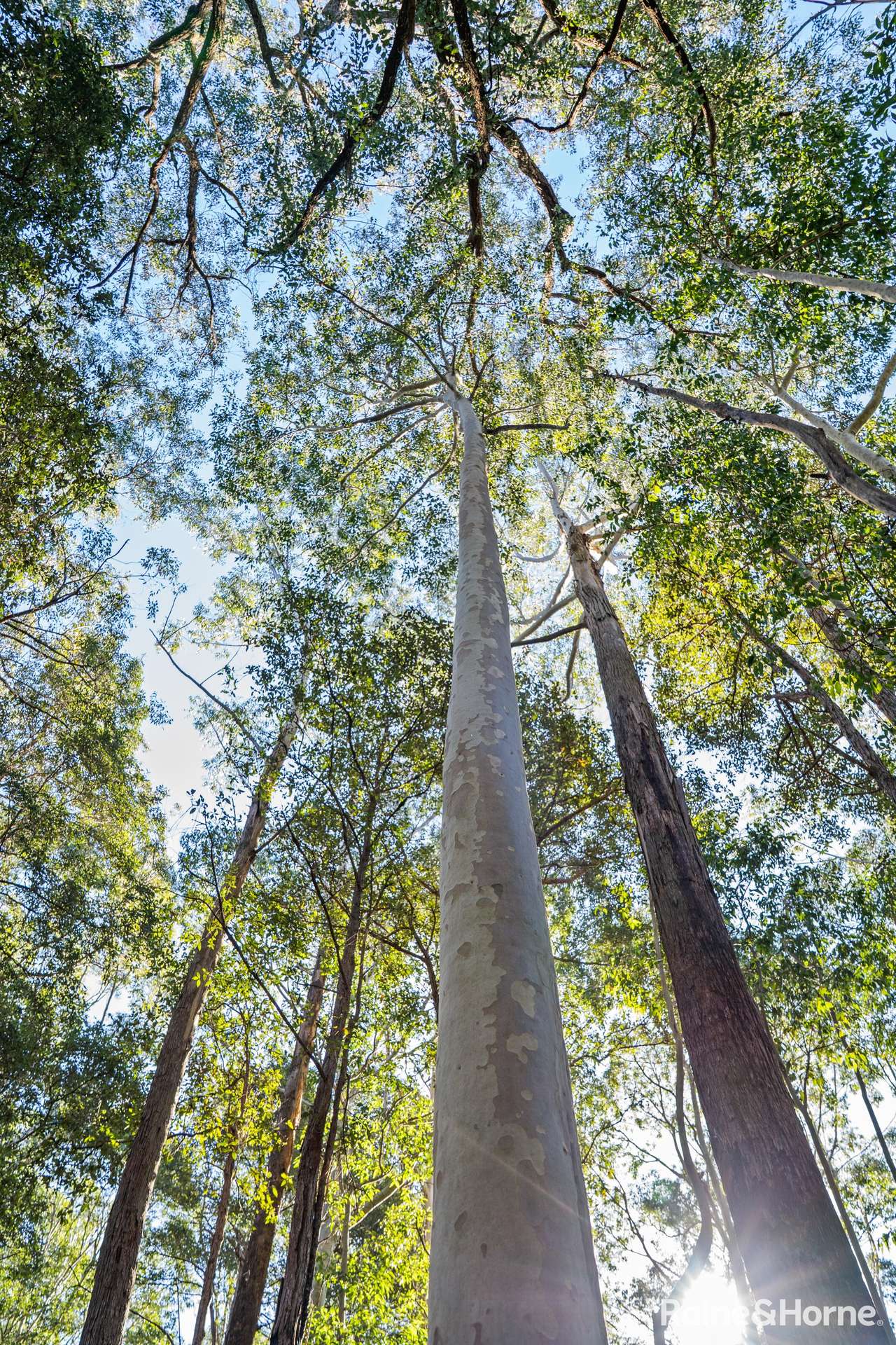 Lot 114,  Woodburn Road, Morton For Sale by Farmbuy.com - image 9