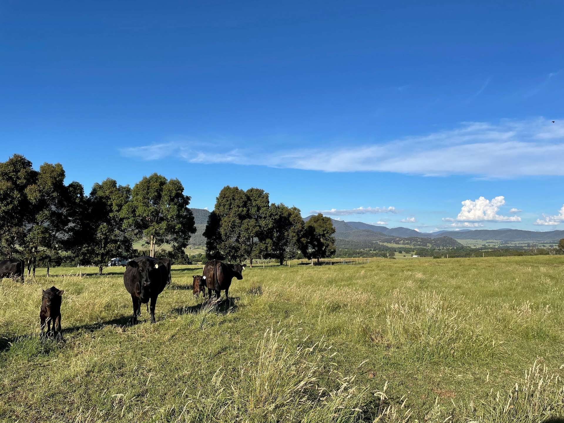 Lot (Part), 714 Happy Valley Rd, Myrtleford Sold by Farmbuy.com - image 19