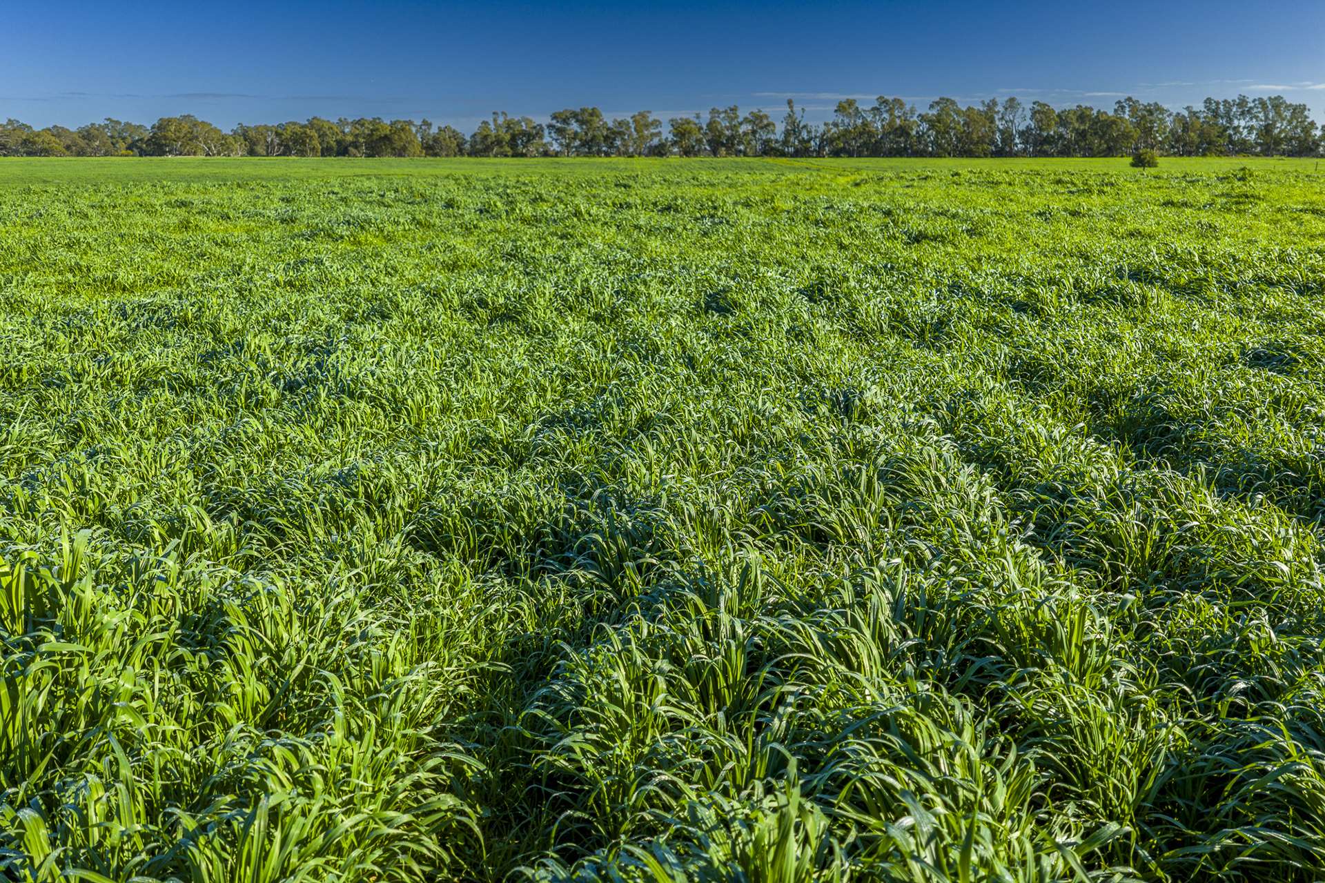 'San Diego Narromine Road, Dubbo Auction by Farmbuy.com - image 6