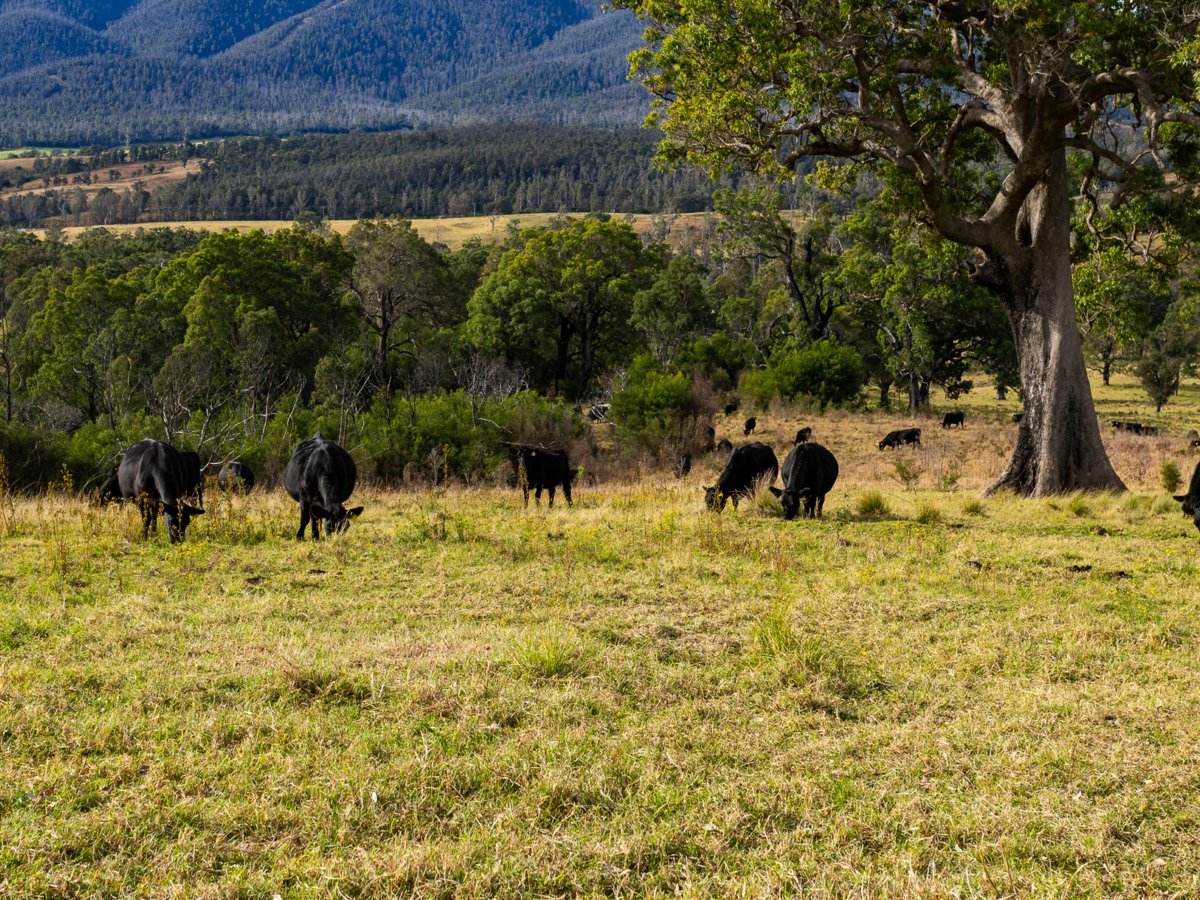 Lot 63 Watts Road, Cobargo For Sale by Farmbuy.com - image 10