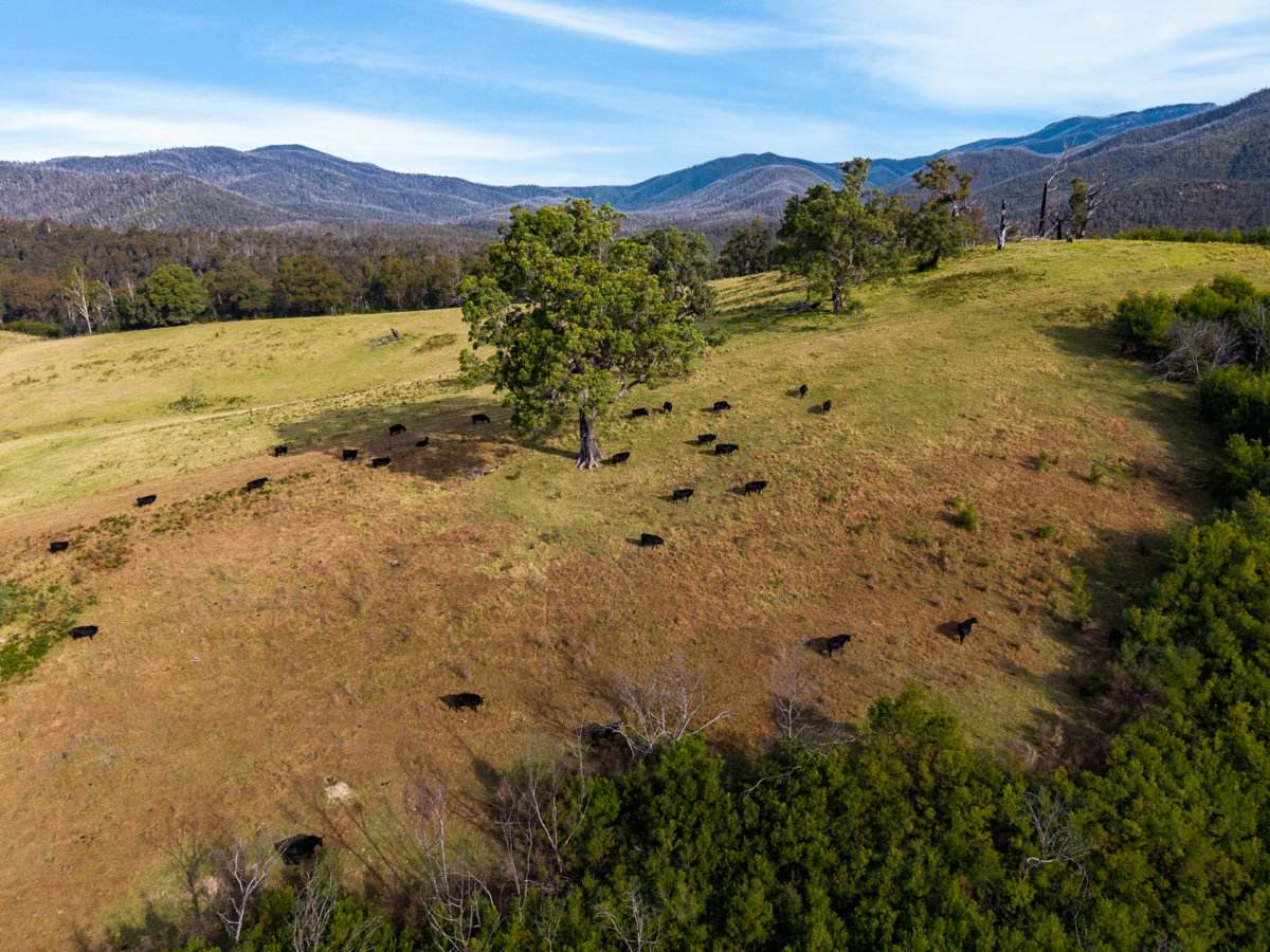 Lot 63 Watts Road, Cobargo For Sale by Farmbuy.com - image 21
