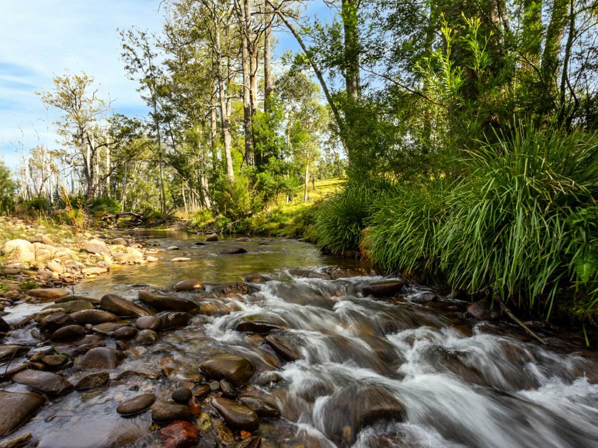 Lot 63 Watts Road, Cobargo For Sale by Farmbuy.com - image 9