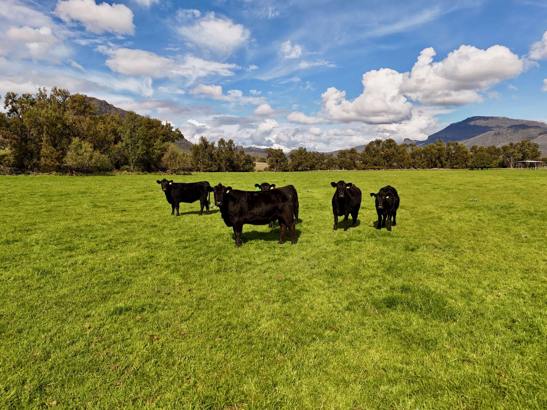 THE GLEN/308 Allambie Road, Edgeroi For Sale by Farmbuy.com - image 27