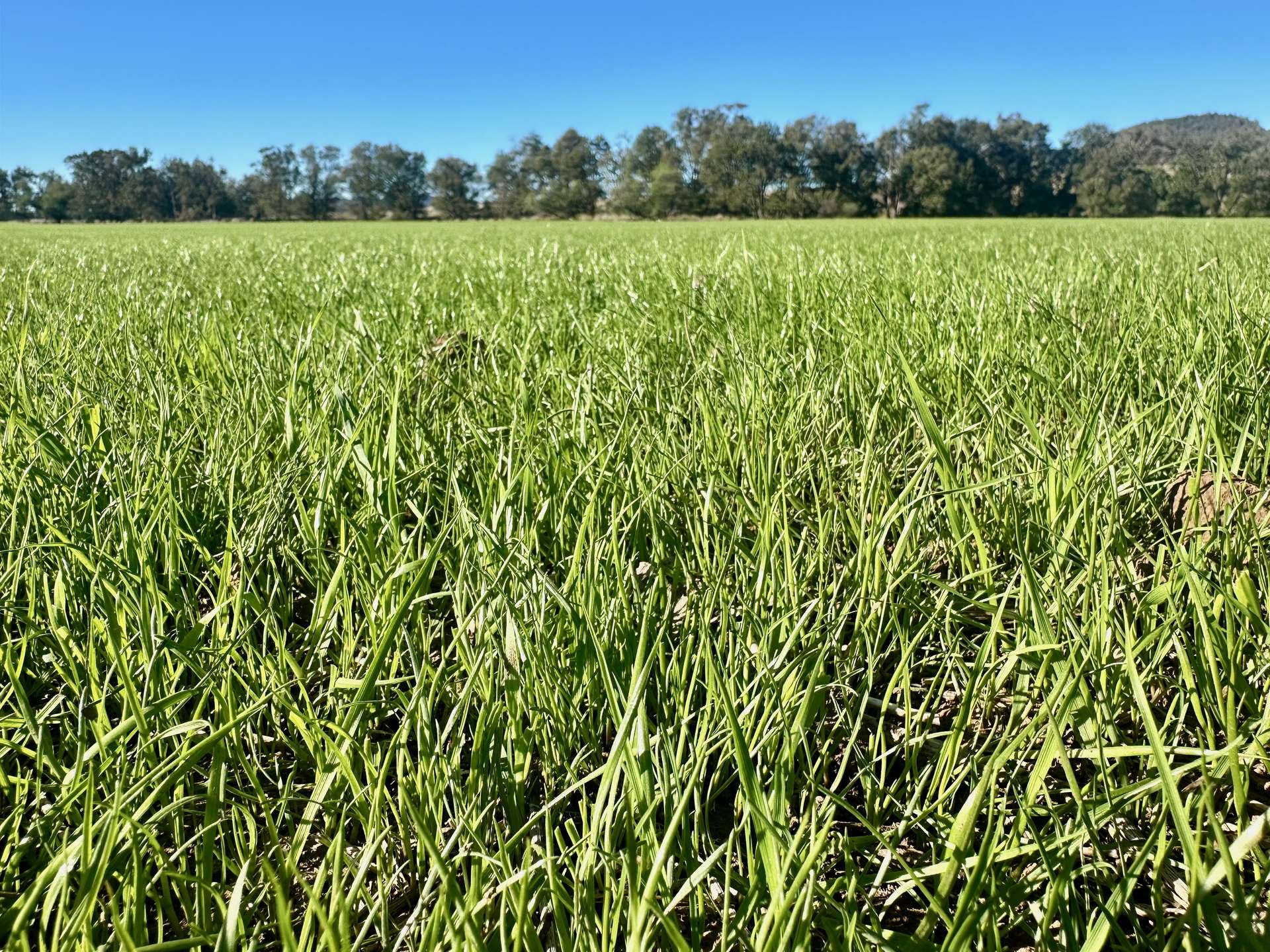 THE GLEN/308 Allambie Road, Edgeroi For Sale by Farmbuy.com - image 17