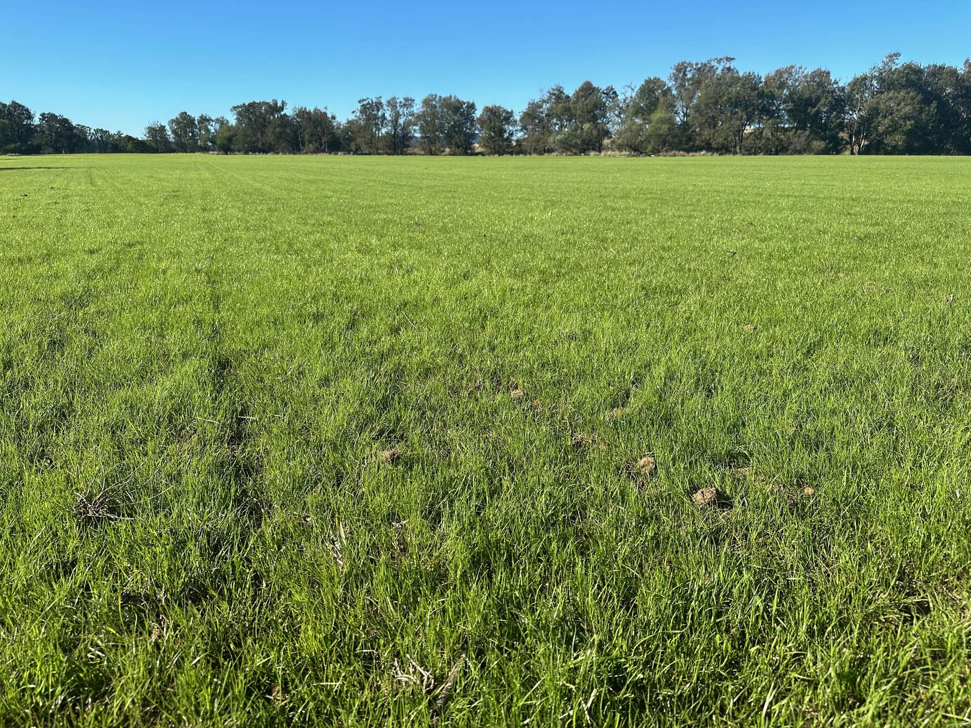 THE GLEN/308 Allambie Road, Edgeroi For Sale by Farmbuy.com - image 33