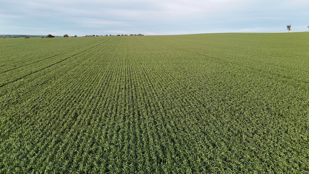 'Cavan Downs' Heaslip Highway, Huddleston SA 5523