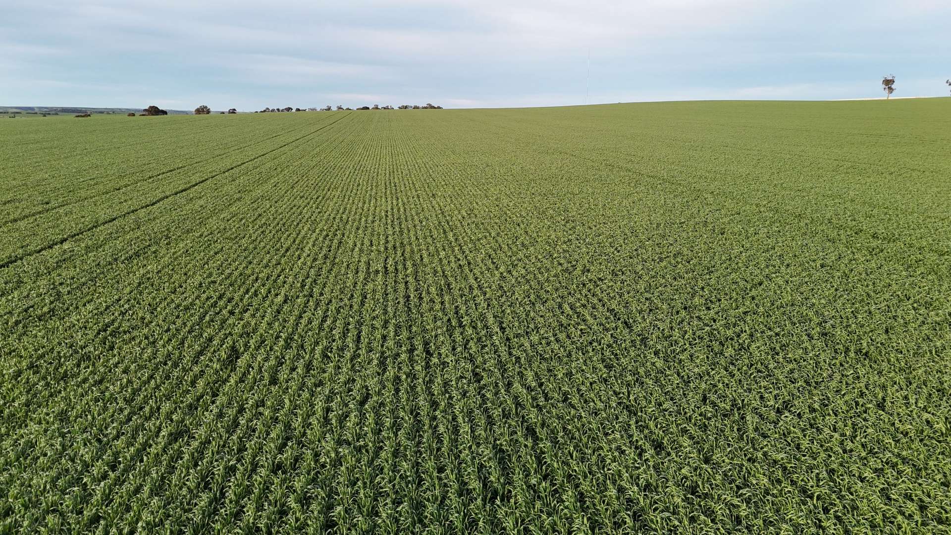 'Cavan Downs' Heaslip Highway, Huddleston For Sale by Farmbuy.com - image 1
