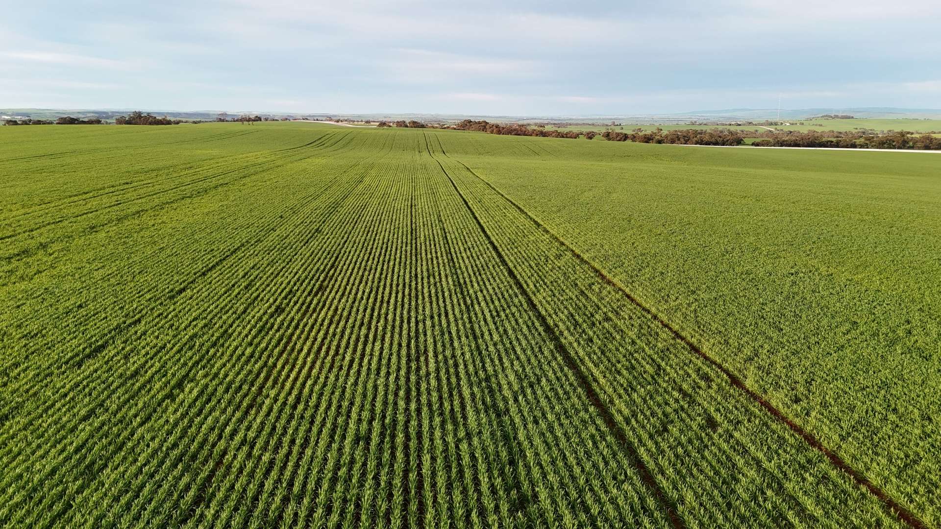 'Cavan Downs' Heaslip Highway, Huddleston For Sale by Farmbuy.com - image 2