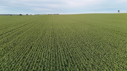Farm For Sale - SA - Huddleston - 5523 - 'Cavan Downs' 