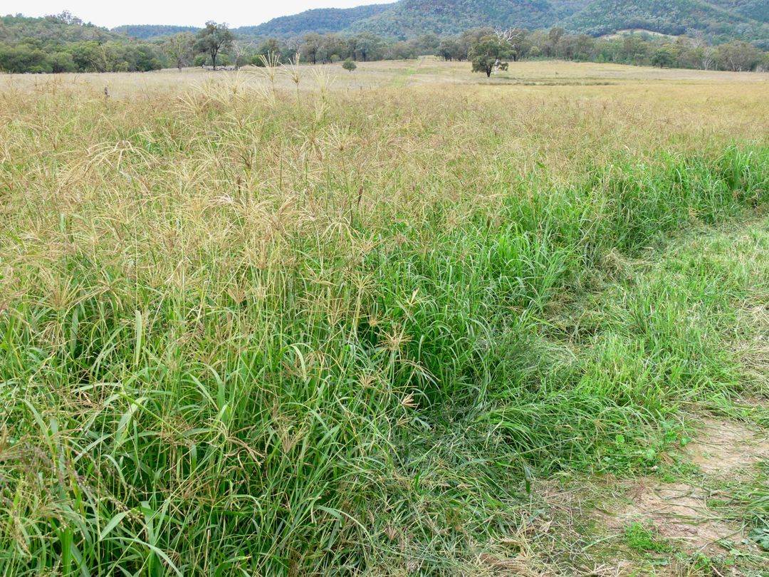 THE GLEN/308 Allambie Road, Bellata For Sale by Farmbuy.com - image 6