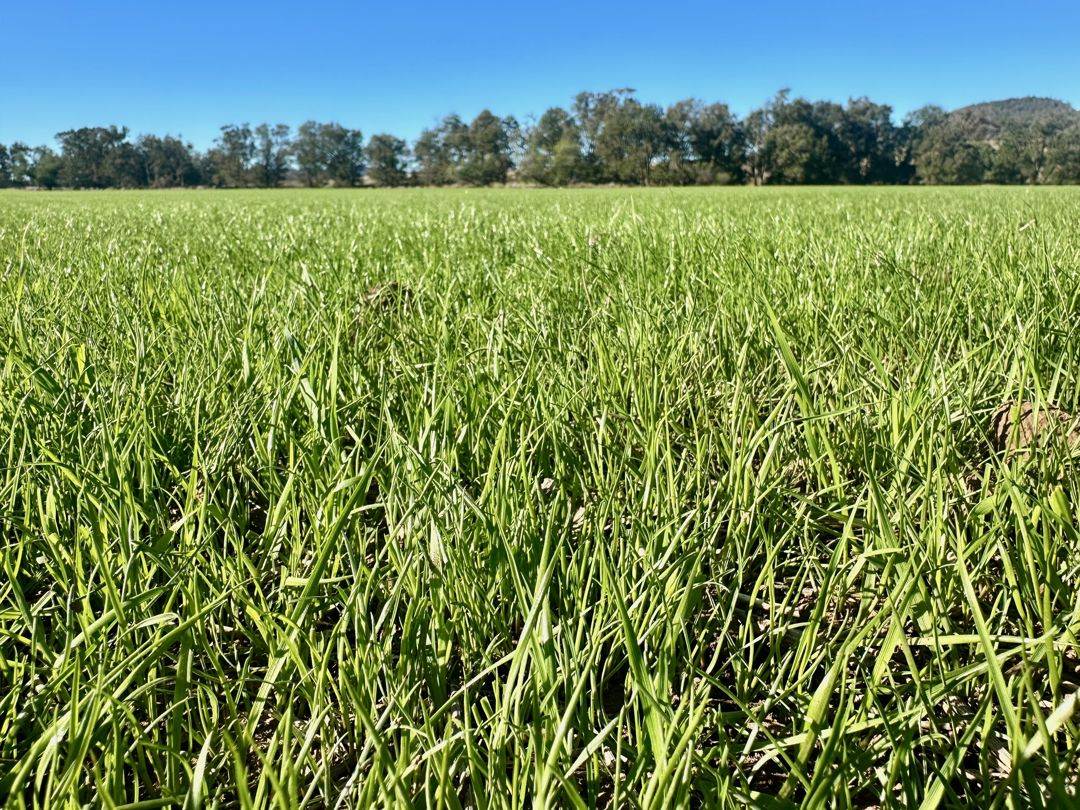 THE GLEN/308 Allambie Road, Bellata For Sale by Farmbuy.com - image 16