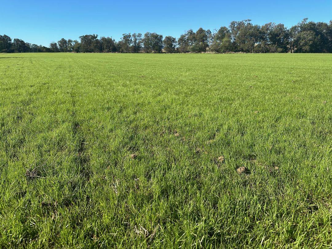 THE GLEN/308 Allambie Road, Bellata For Sale by Farmbuy.com - image 29