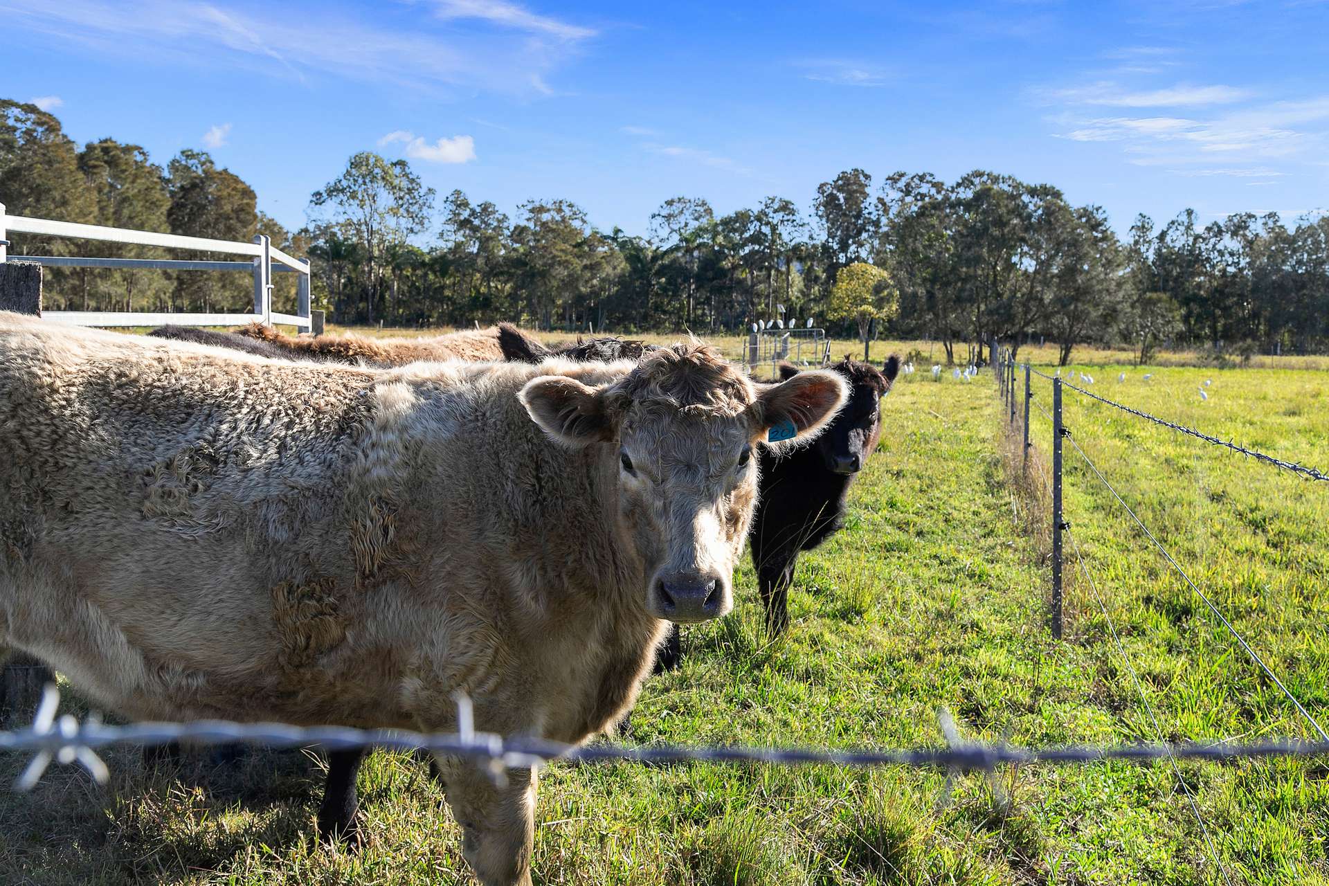 2 Byron Street, East Wardell For Sale by Farmbuy.com - image 10