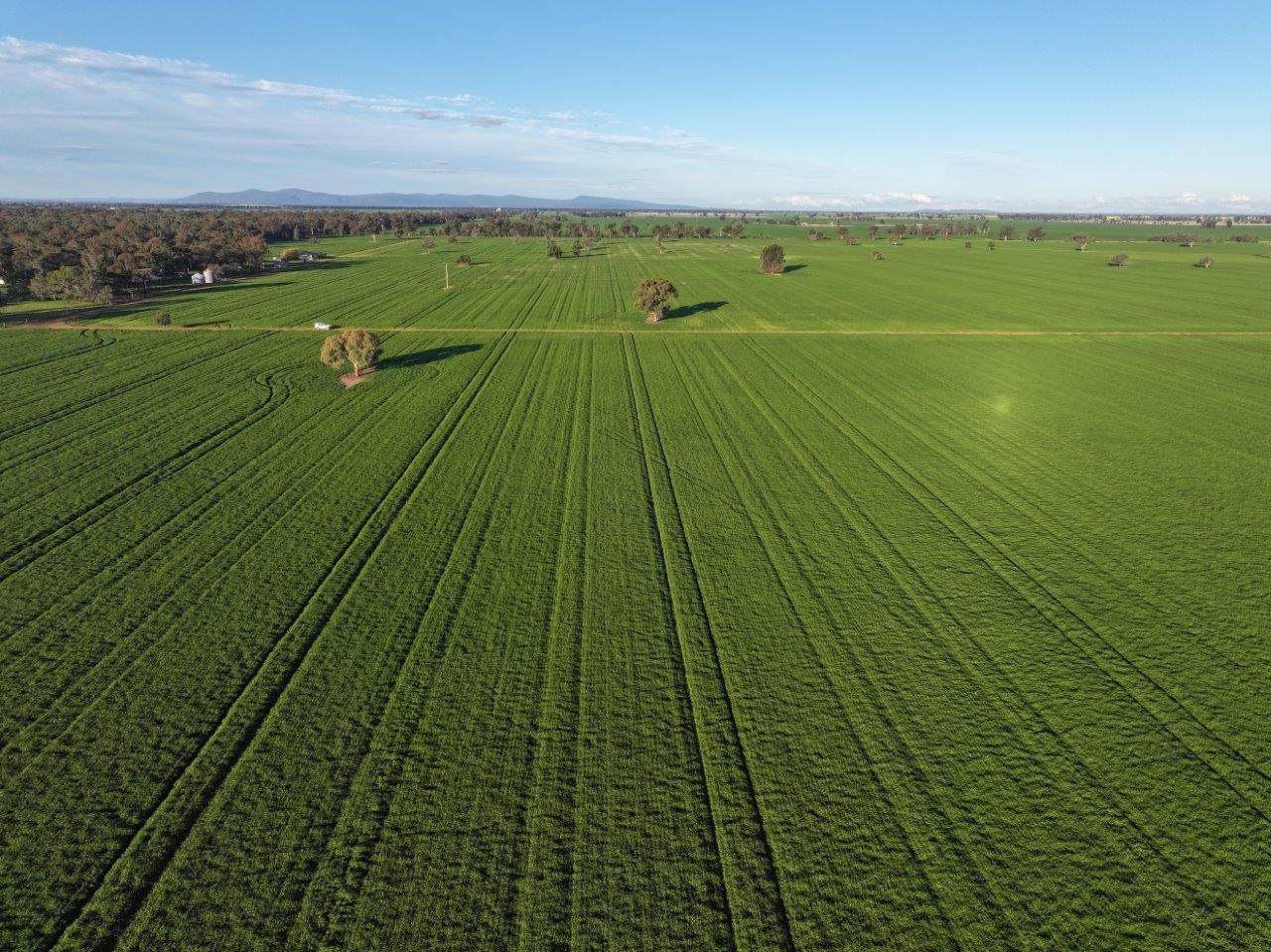 Gilgowrie  470 Berendebba Lane, Quandialla For Sale by Farmbuy.com - image 8