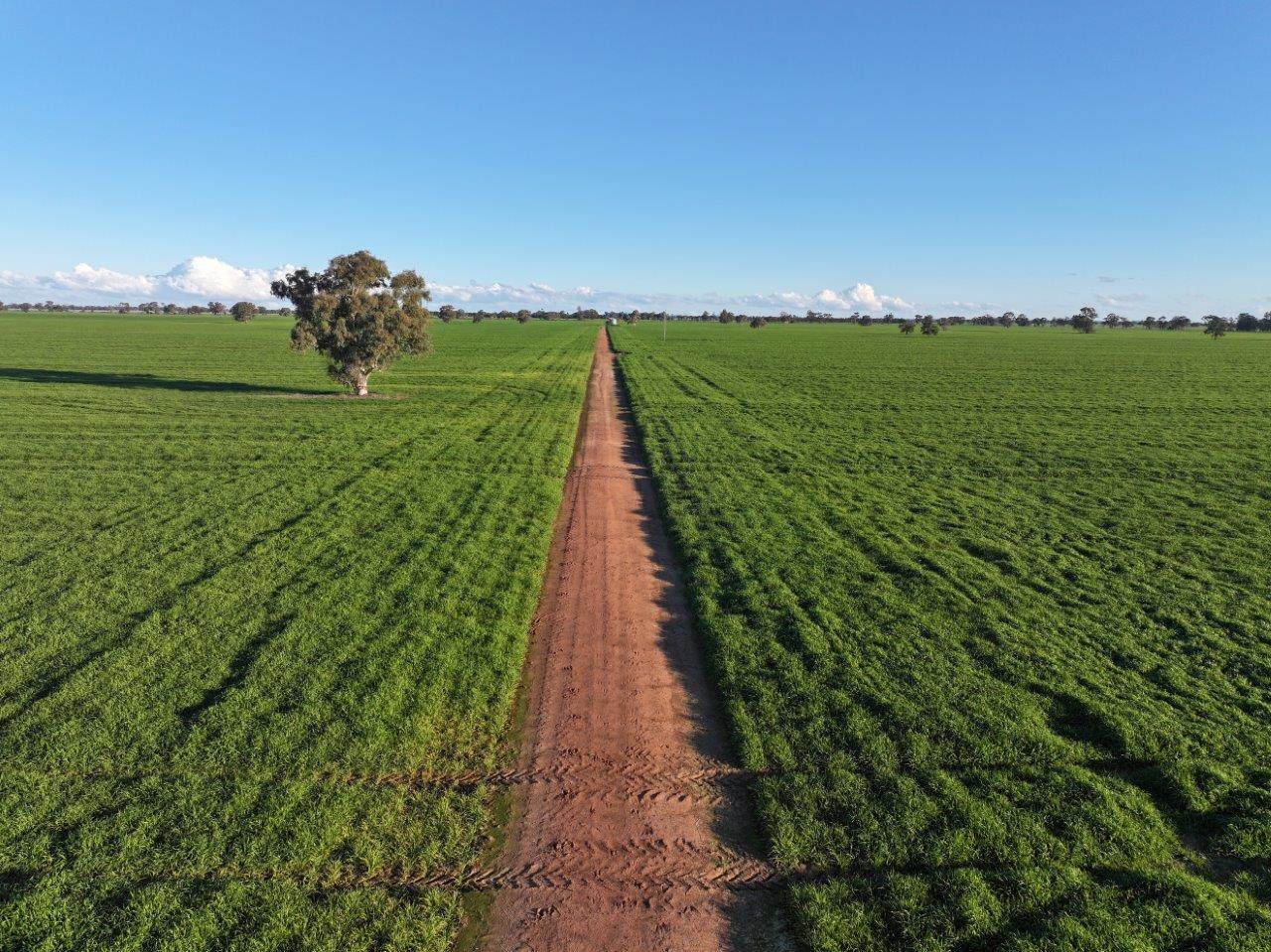 Gilgowrie  470 Berendebba Lane, Quandialla For Sale by Farmbuy.com - image 1