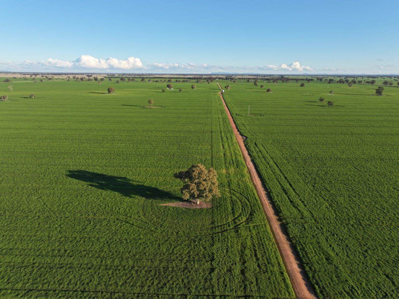 Gilgowrie  470 Berendebba Lane, Quandialla For Sale by Farmbuy.com - image 3