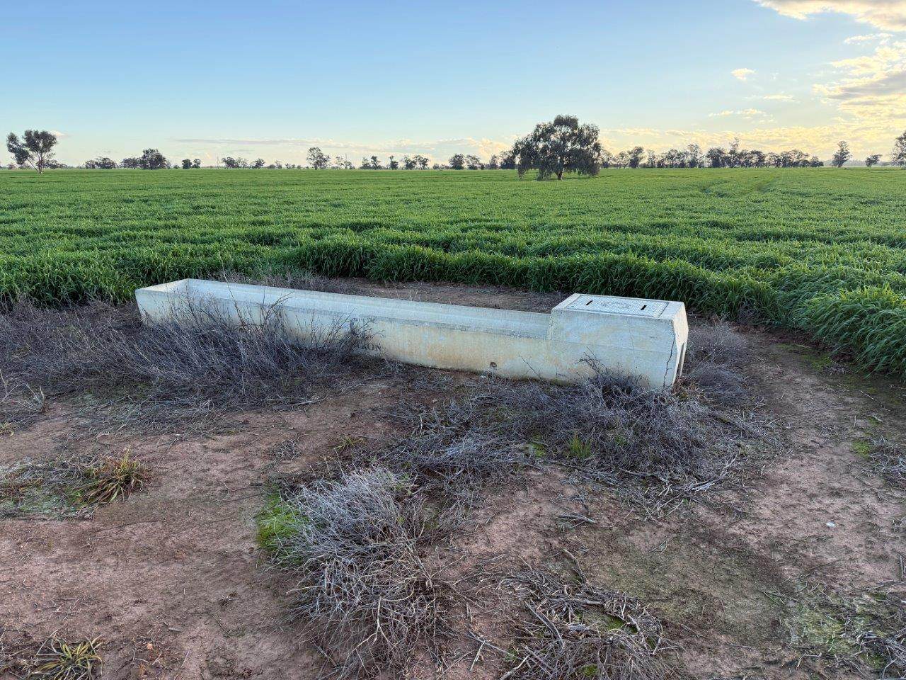 Gilgowrie  470 Berendebba Lane, Quandialla For Sale by Farmbuy.com - image 14