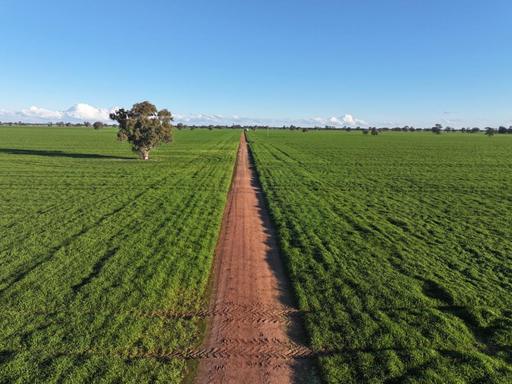 Farm For Sale - NSW - Quandialla - 2721 - Outstanding Quandialla Cropping Property 