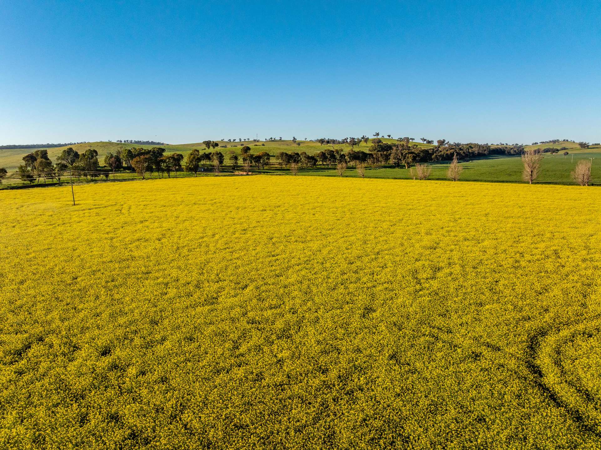460 Wokolena Road, Wagga Wagga For Sale by Farmbuy.com - image 7