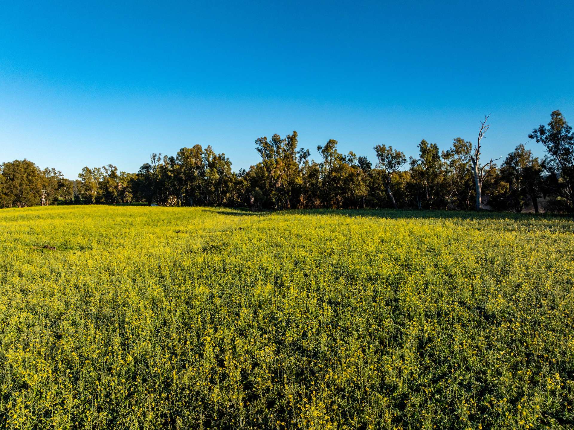 460 Wokolena Road, Wagga Wagga For Sale by Farmbuy.com - image 3